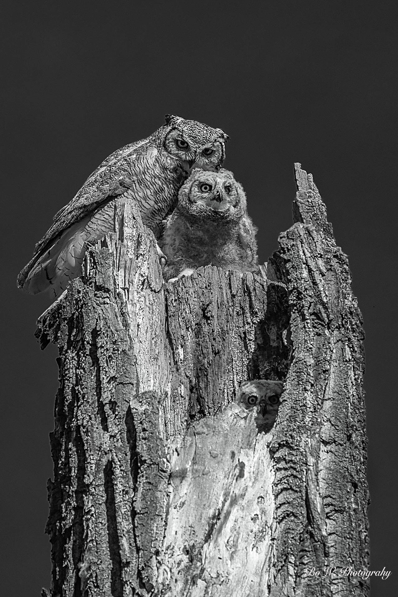 Nikon AF-Nikkor 80-200mm F2.8D ED sample photo