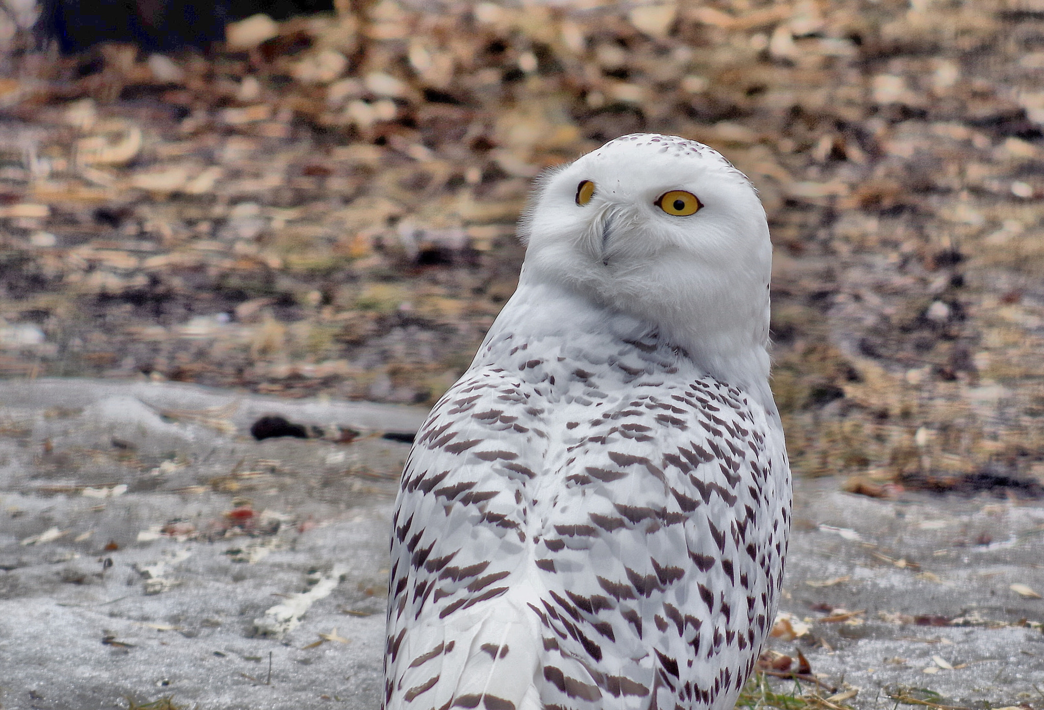 smc PENTAX-DA L 55-300mm F4-5.8 ED sample photo. Owl photography
