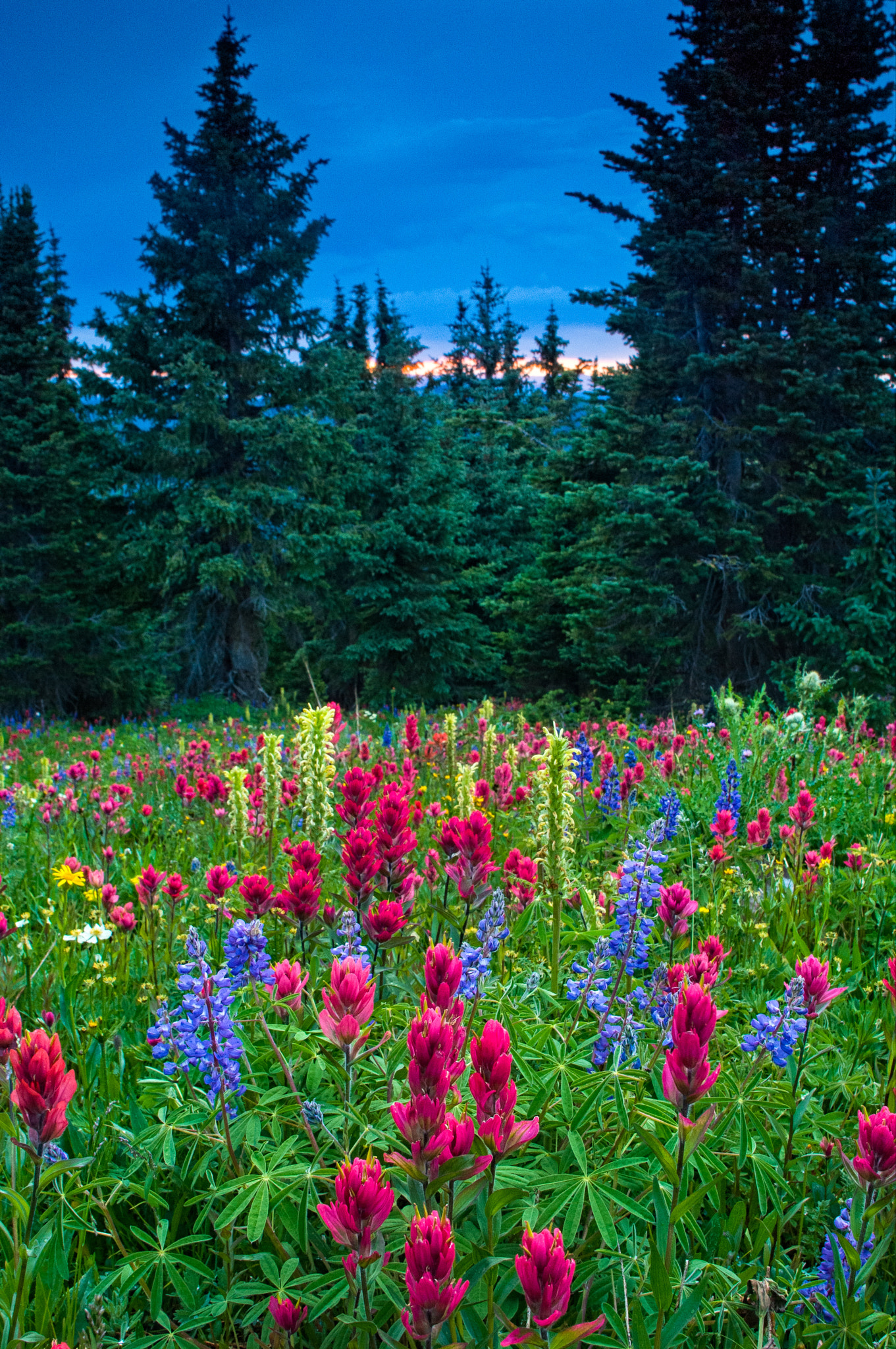 Nikon D2X sample photo. Mountain wildflowers photography