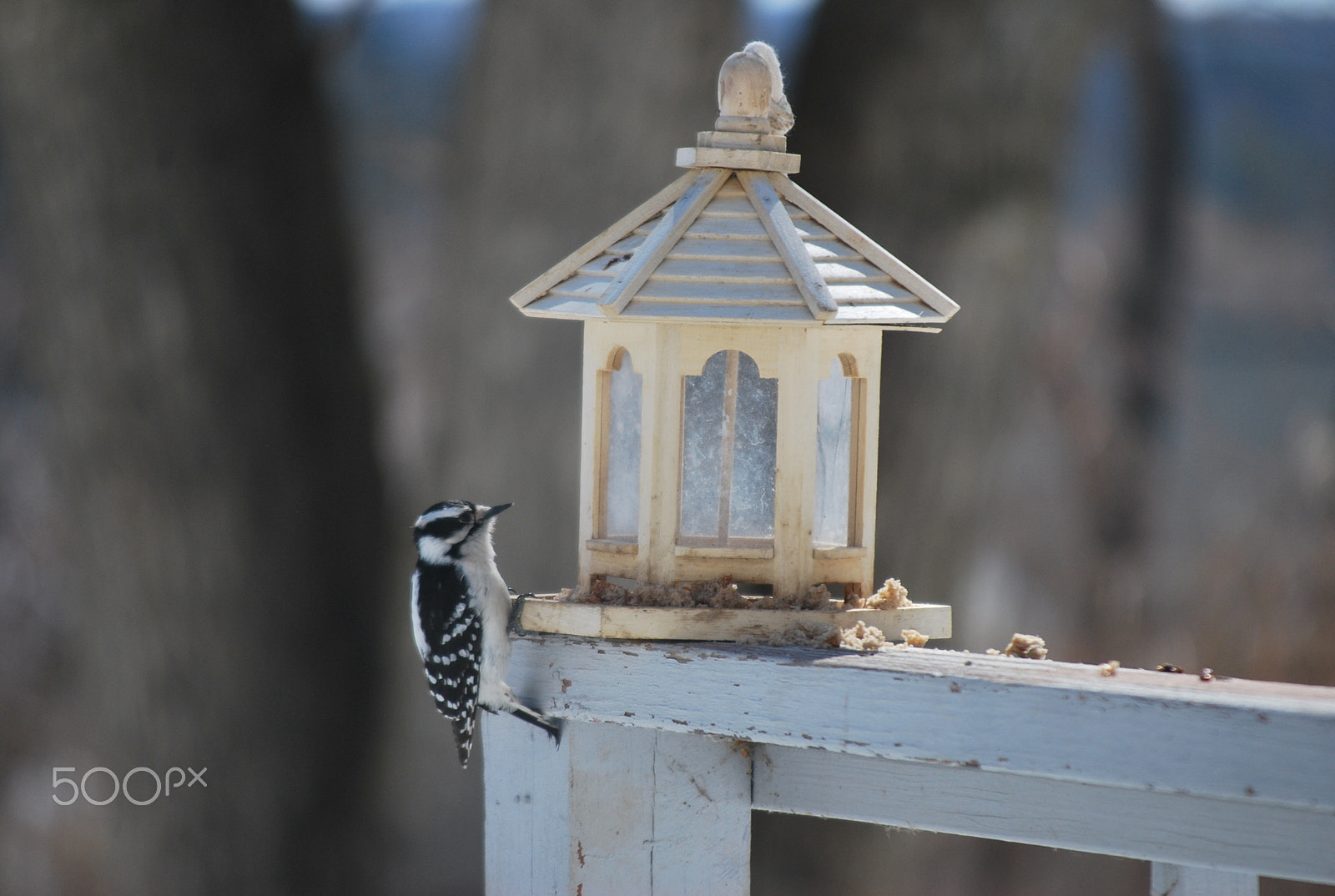 Nikon D60 sample photo. Who lives in this house? photography