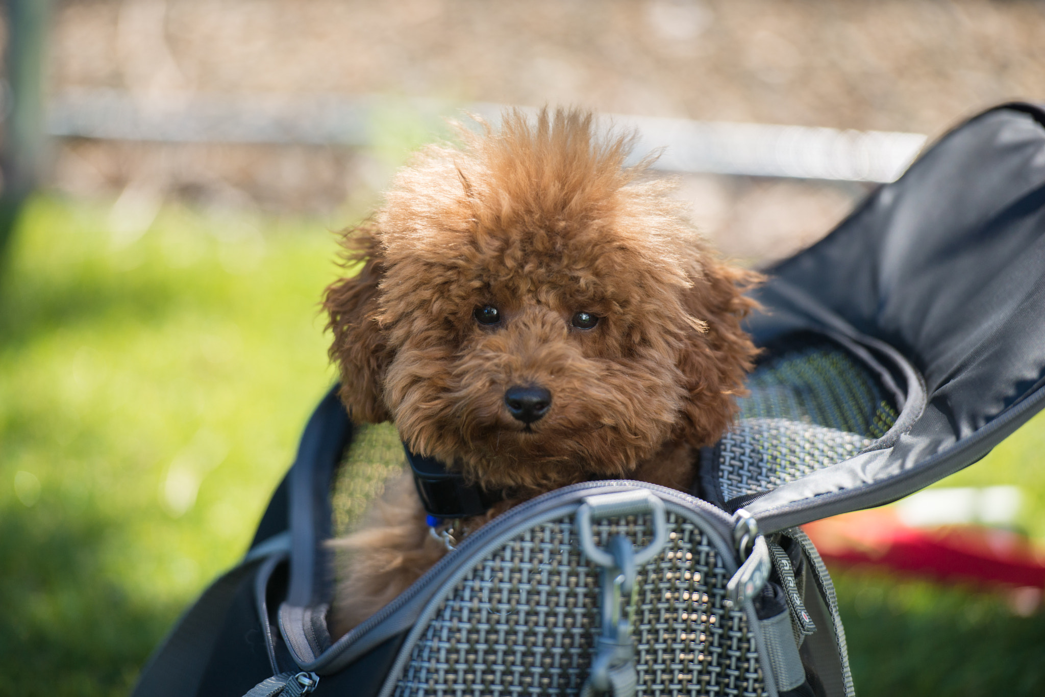 Nikon AF-S Nikkor 70-200mm F2.8G ED VR II sample photo. Pet resort photography