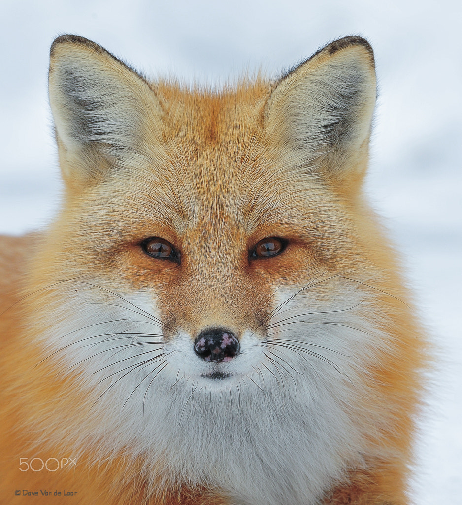 Nikon D3S + Nikon AF-S Nikkor 200-400mm F4G ED-IF VR sample photo. Red fox photography