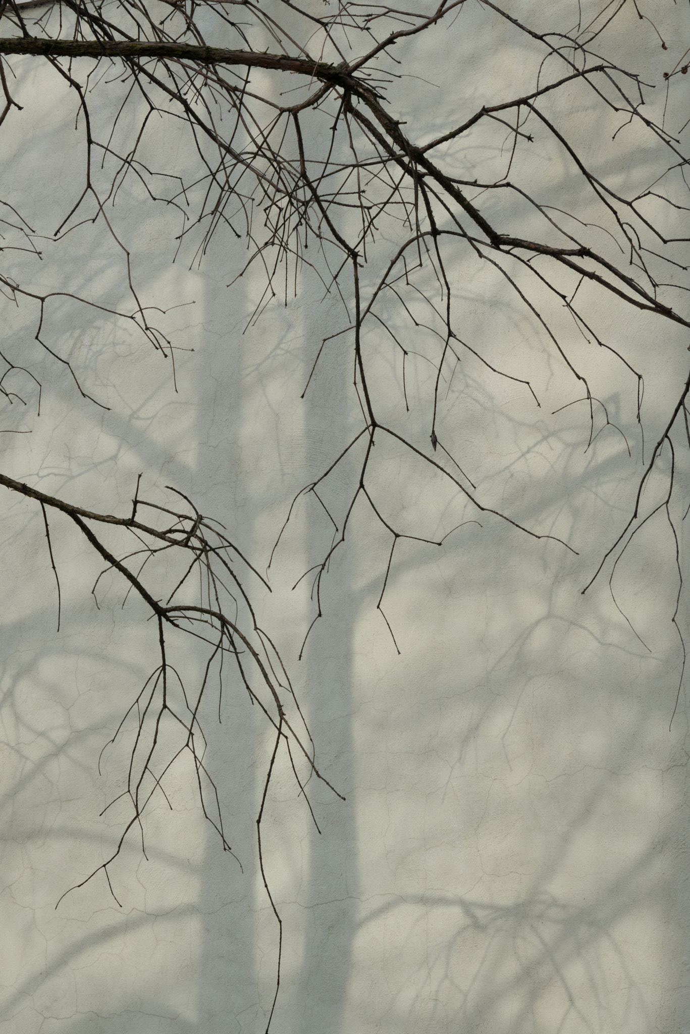 Nikon D800 sample photo. Tree & shadow photography