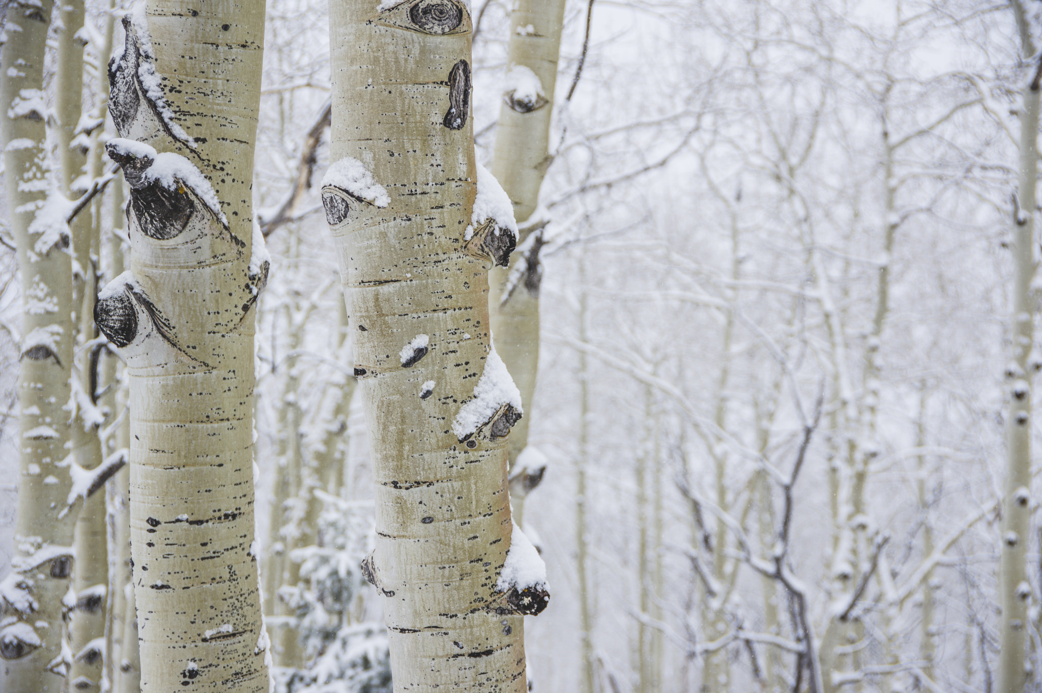 Pentax K-3 sample photo. Aspens at steamboat photography