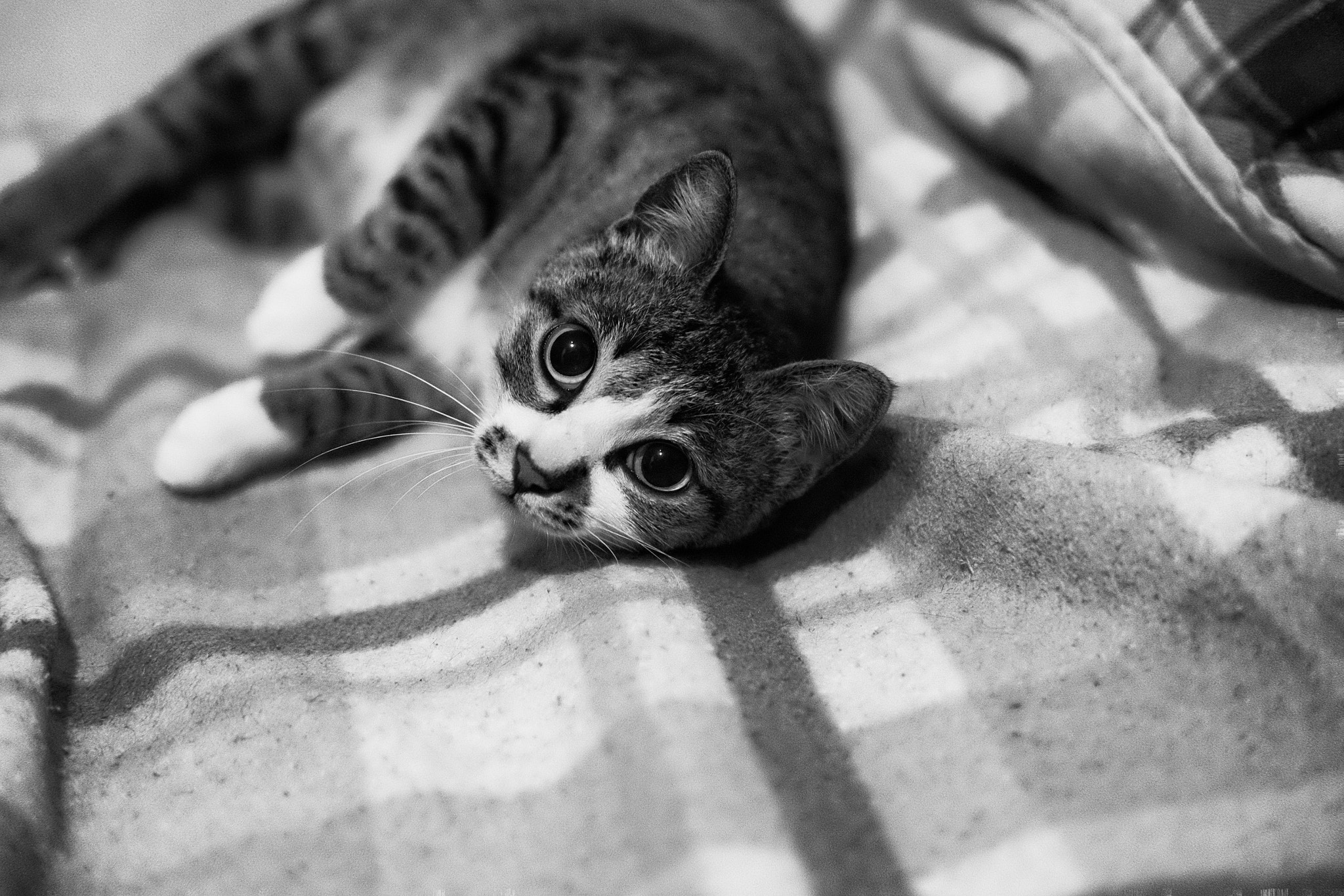 Fujifilm X-E2 + Fujifilm XF 35mm F2 R WR sample photo. Cat's wake photography