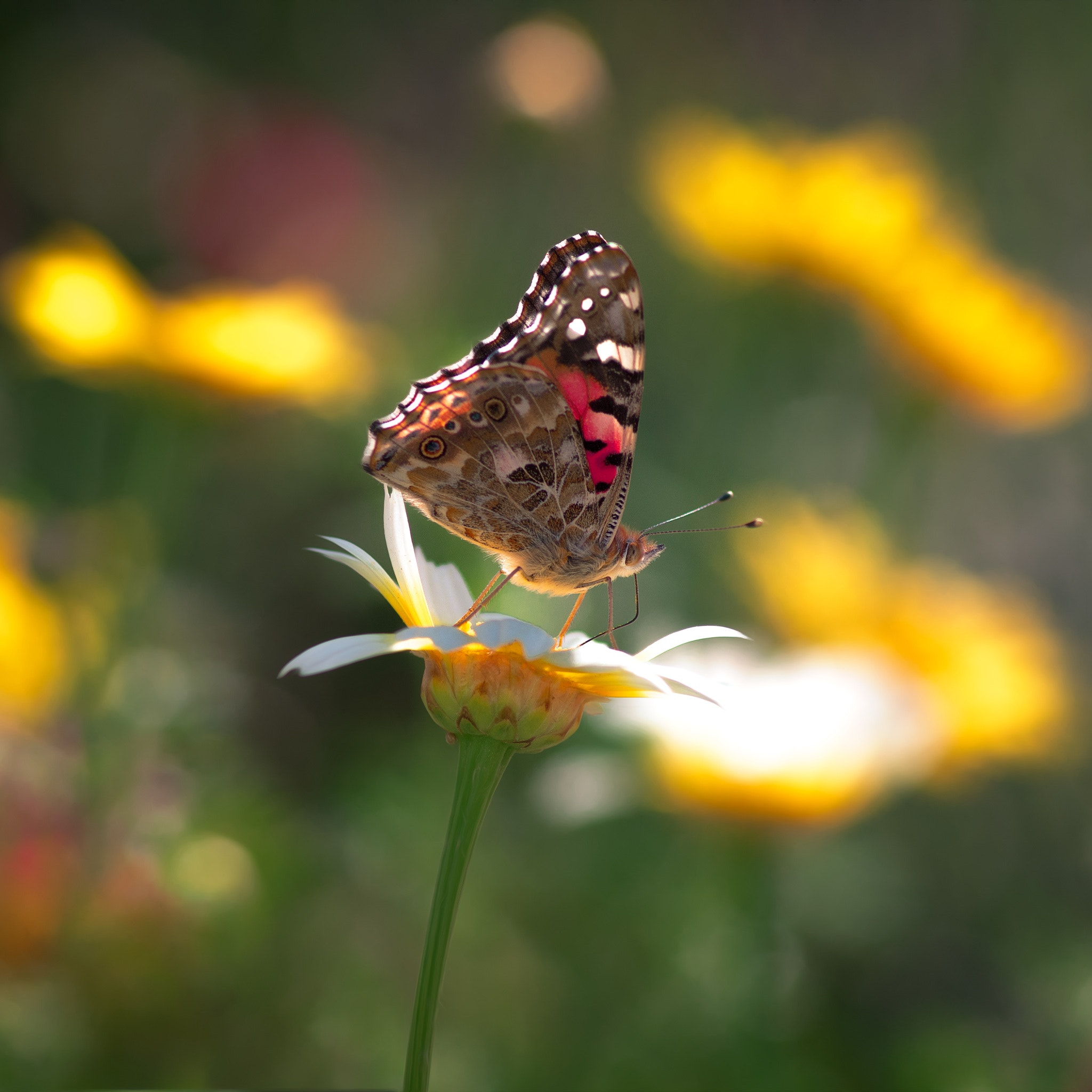 Pentax K-5 IIs sample photo. Butterfly photography