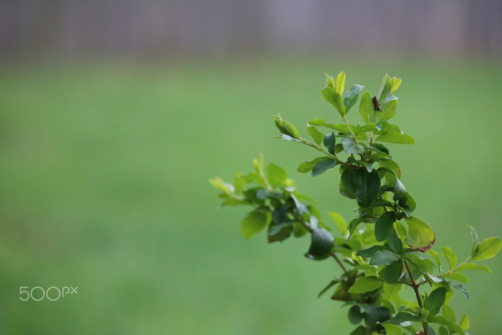 Canon EOS 760D (EOS Rebel T6s / EOS 8000D) sample photo. Gogreen photography