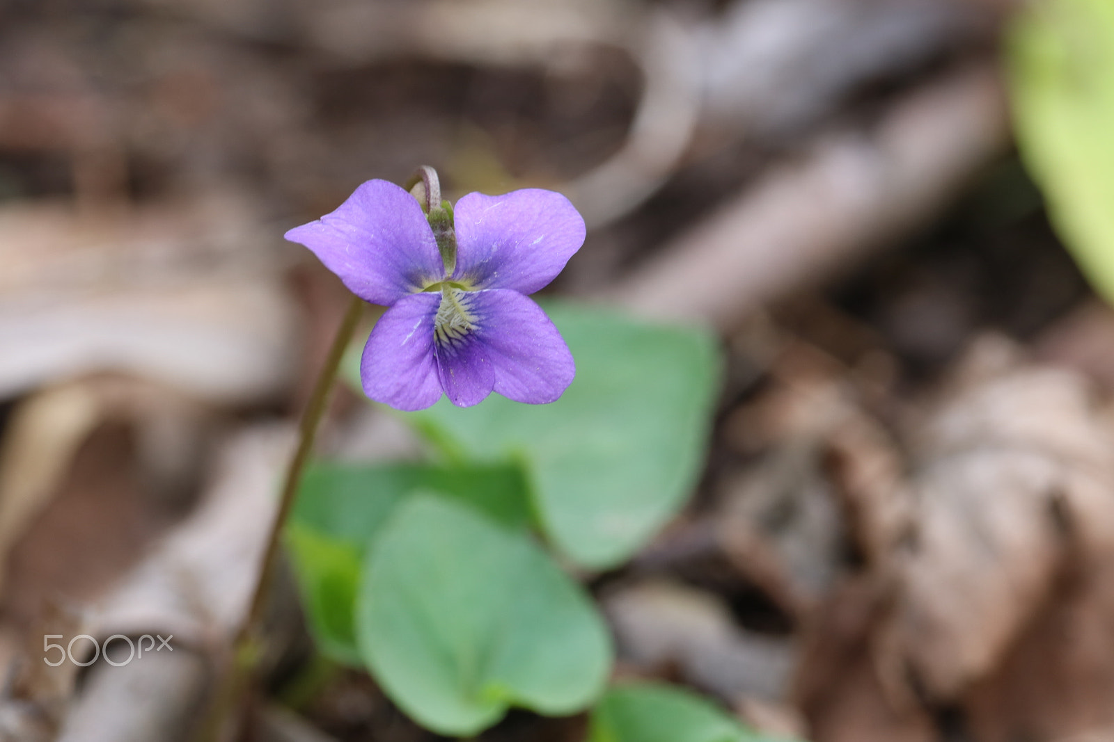 Canon EOS 760D (EOS Rebel T6s / EOS 8000D) sample photo. Violet photography