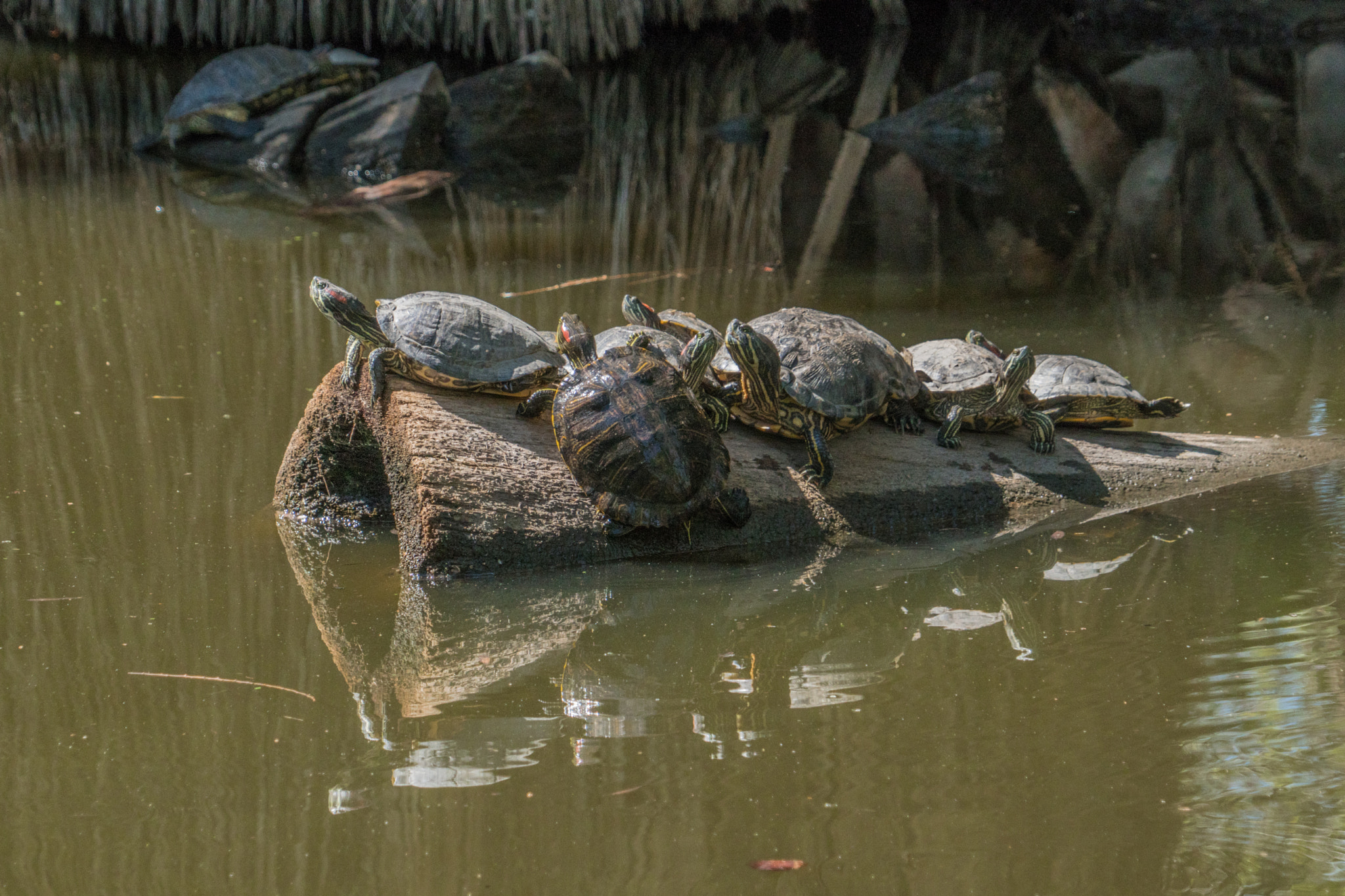 Sony a6300 + Sony FE 24-240mm F3.5-6.3 OSS sample photo. Desert pond photography