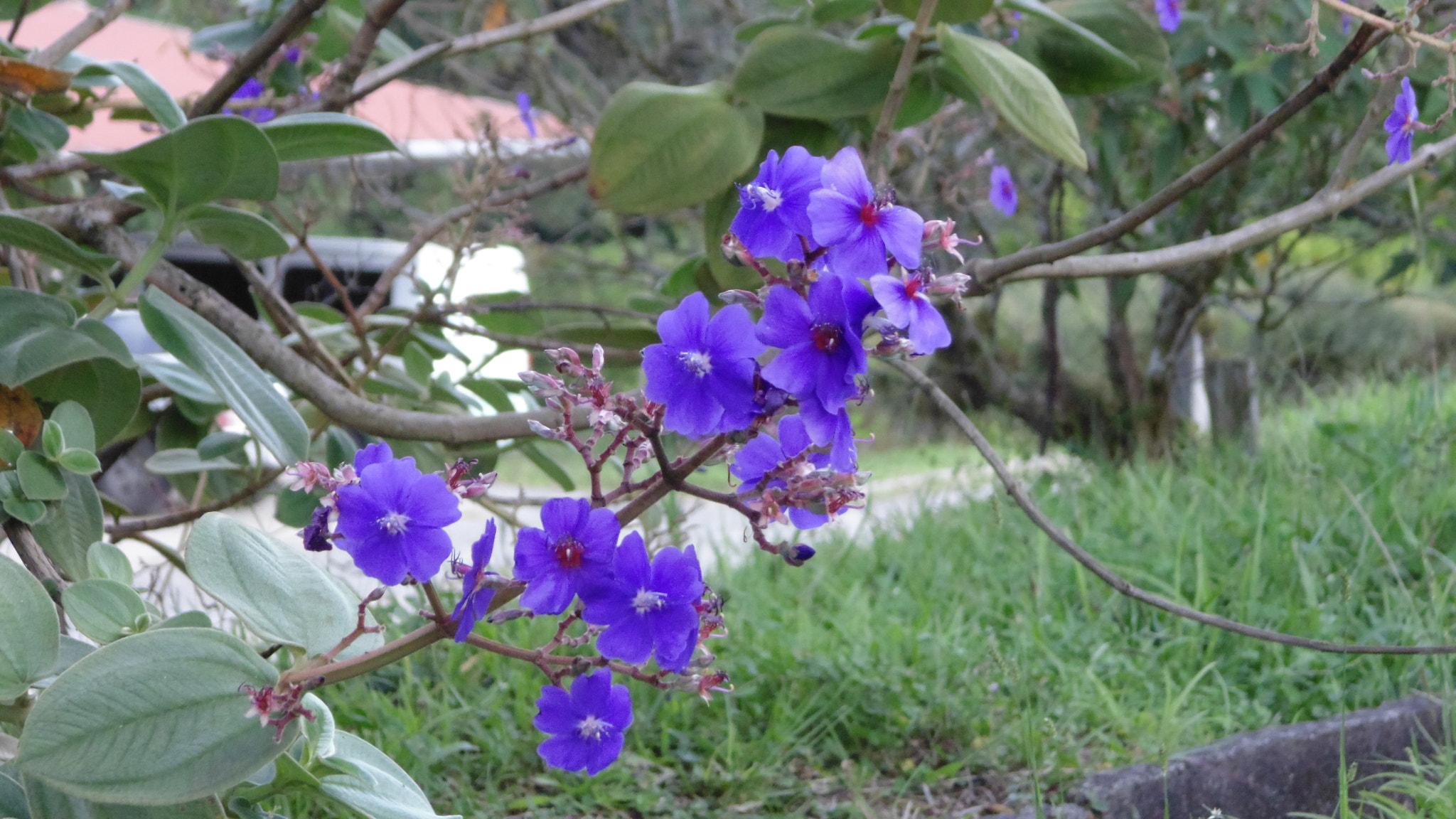 Sony DSC-H100 sample photo. Blue flower photography