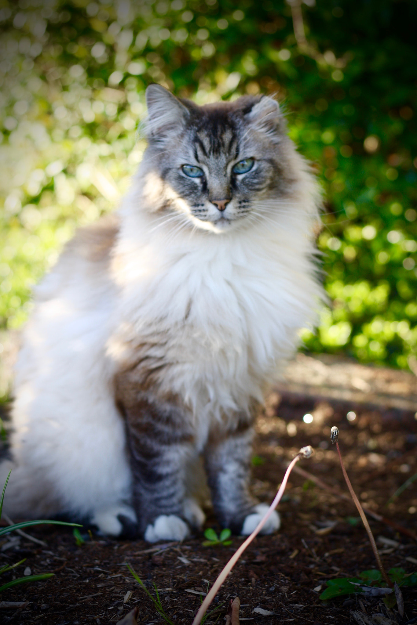 Canon EOS 1000D (EOS Digital Rebel XS / EOS Kiss F) sample photo. Spring is near and the felines are enjoying it photography