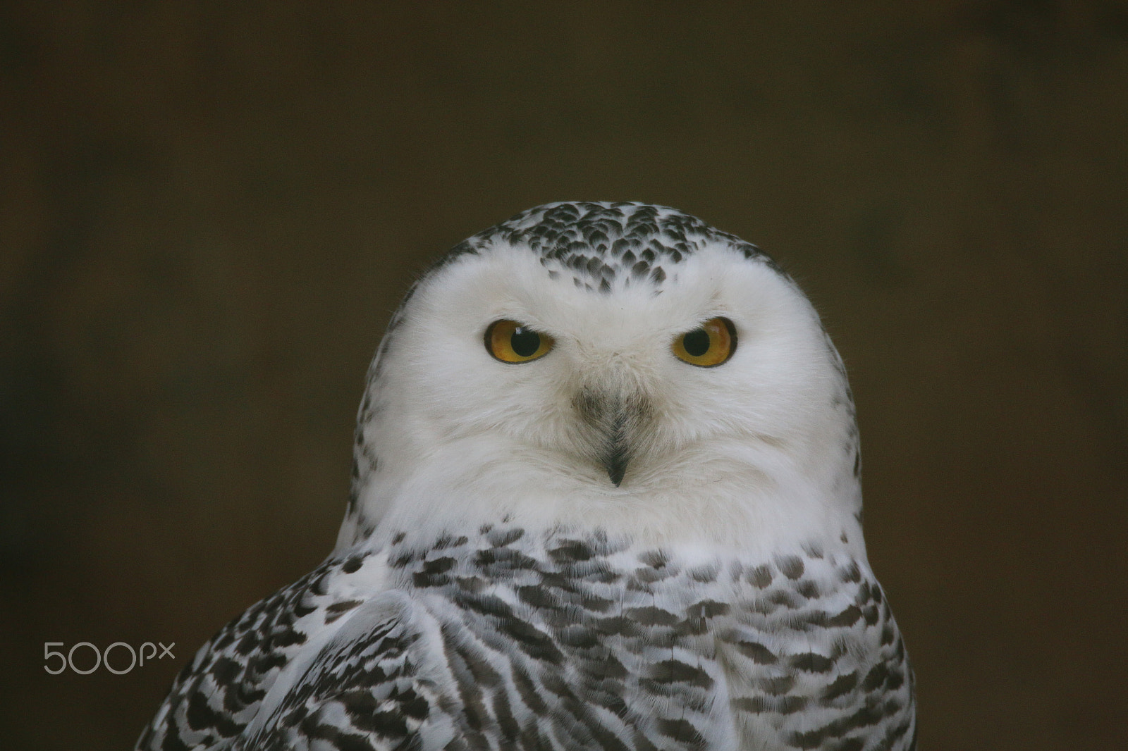 Sigma 150-600mm F5-6.3 DG OS HSM | C sample photo. Snow owl photography