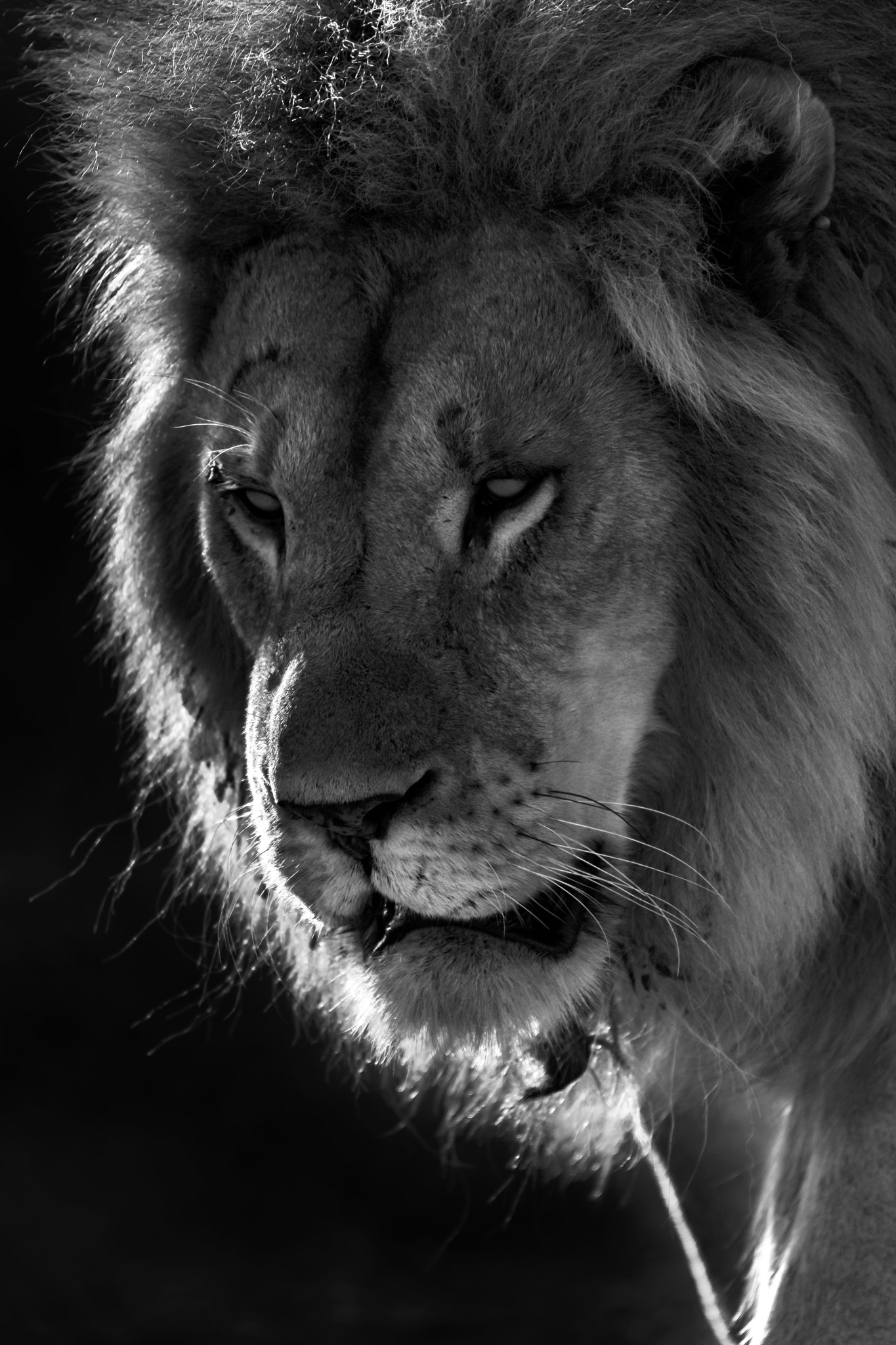 Nikon D5 sample photo. The alpha lion. photography