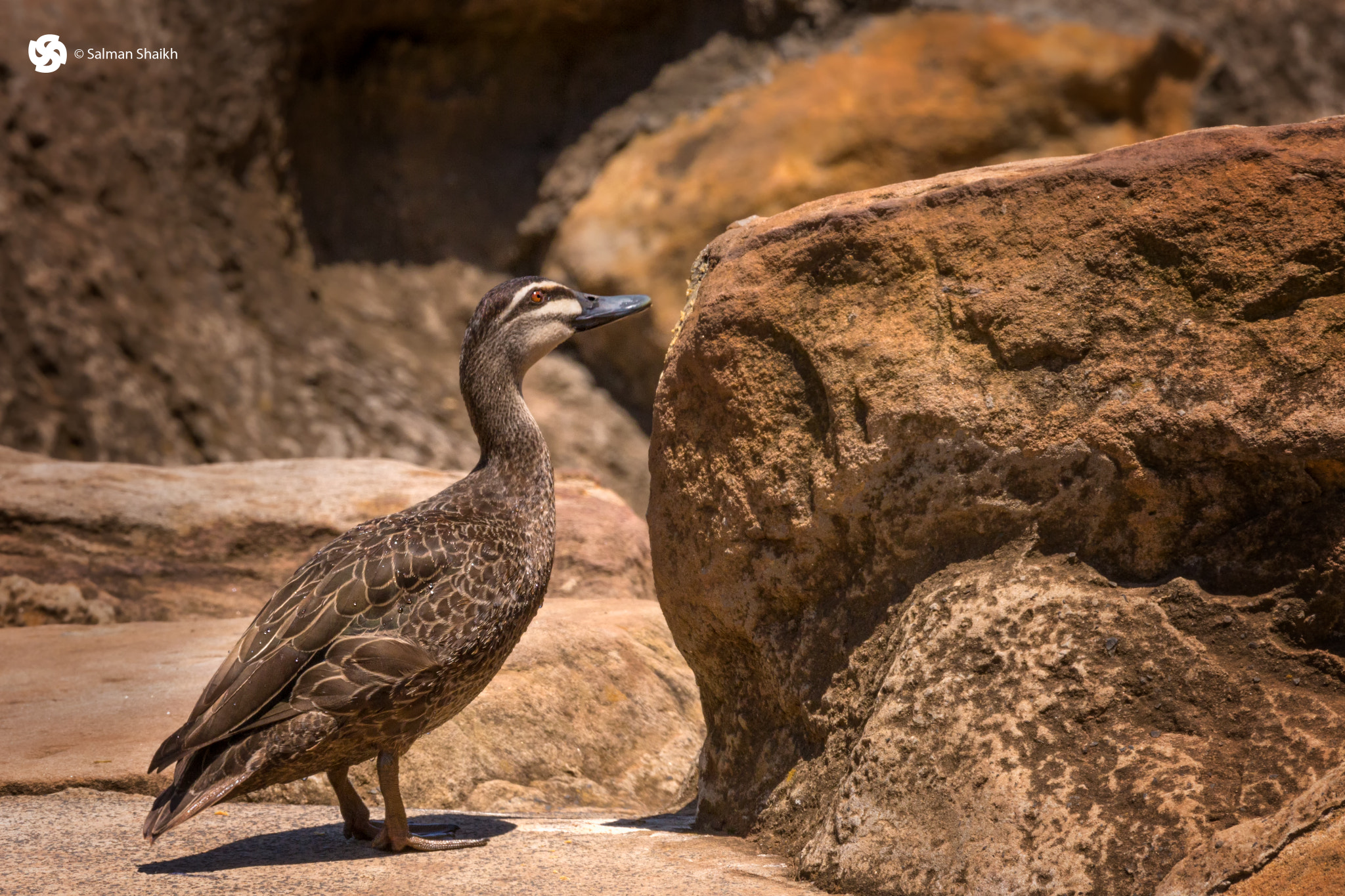 150-600mm F5-6.3 DG OS HSM | Contemporary 015 sample photo. Talk to me photography