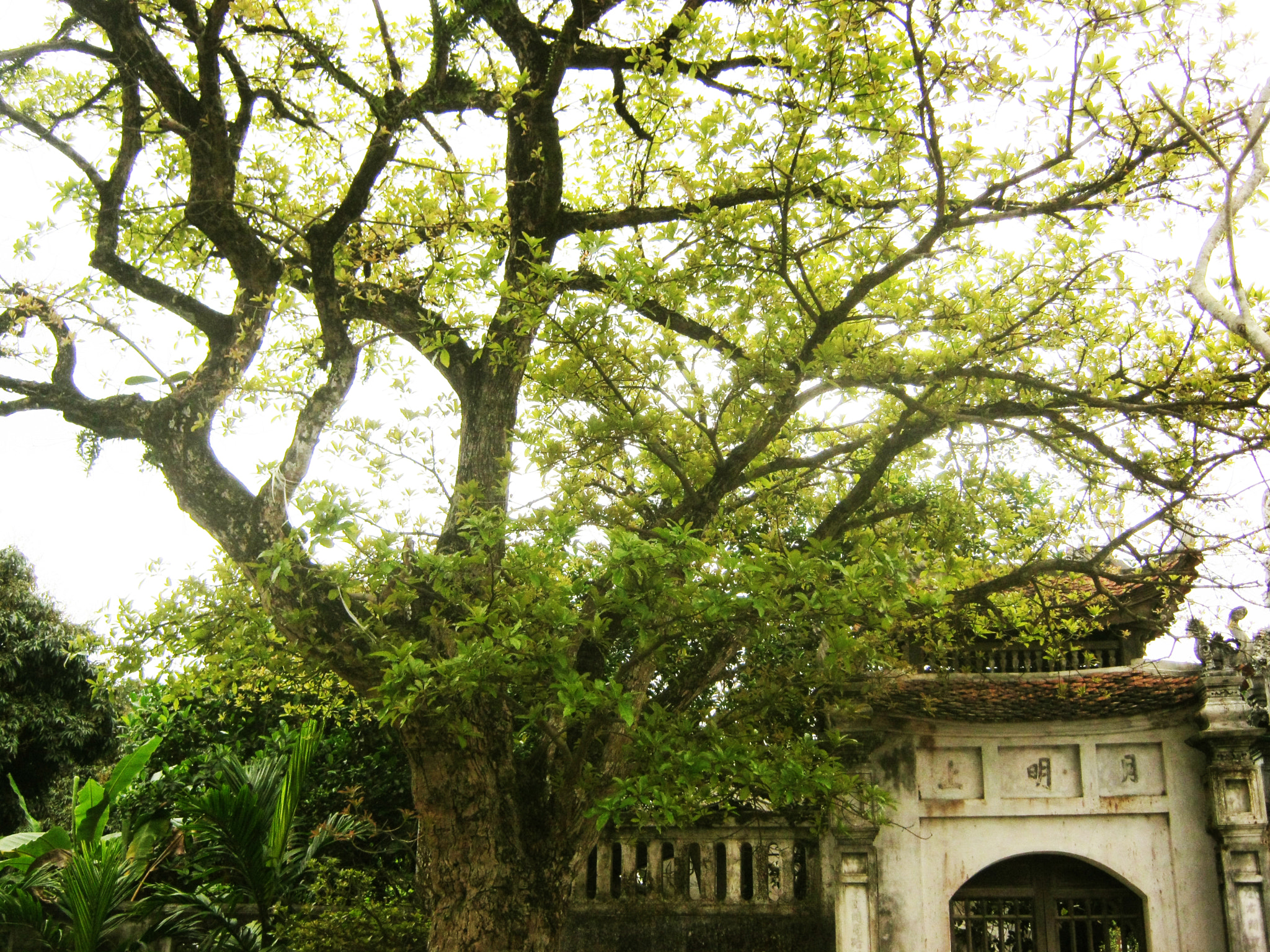 Canon PowerShot A800 sample photo. An ancient pagoda! photography