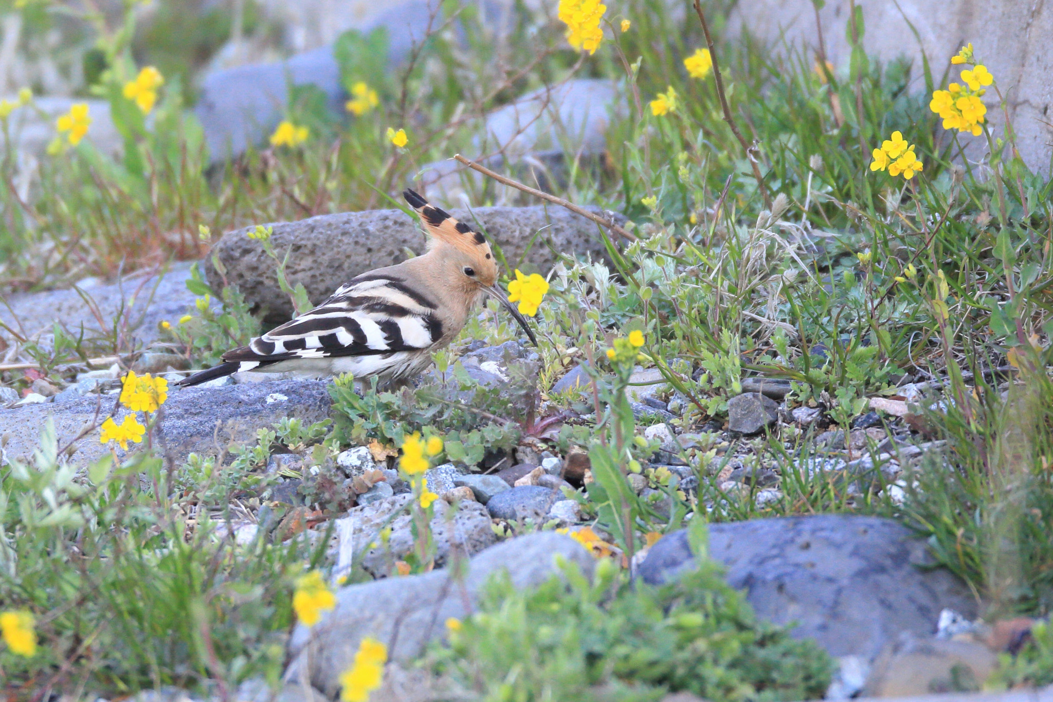 Canon EF 800mm F5.6L IS USM sample photo. ヤツガシラ eurasian hoopoe  photography