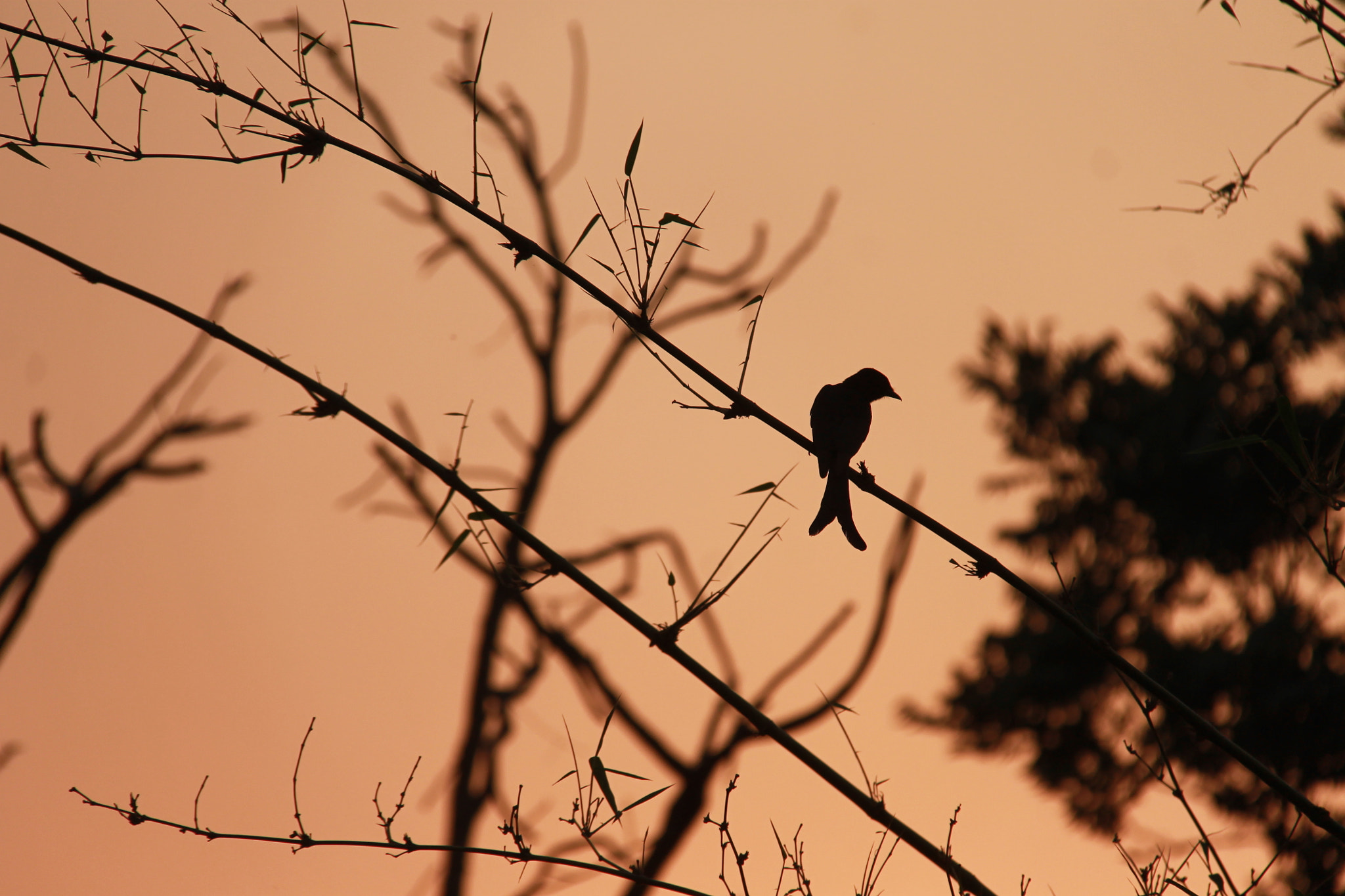 Canon EF-S 18-200mm F3.5-5.6 IS sample photo. Thinking bird photography