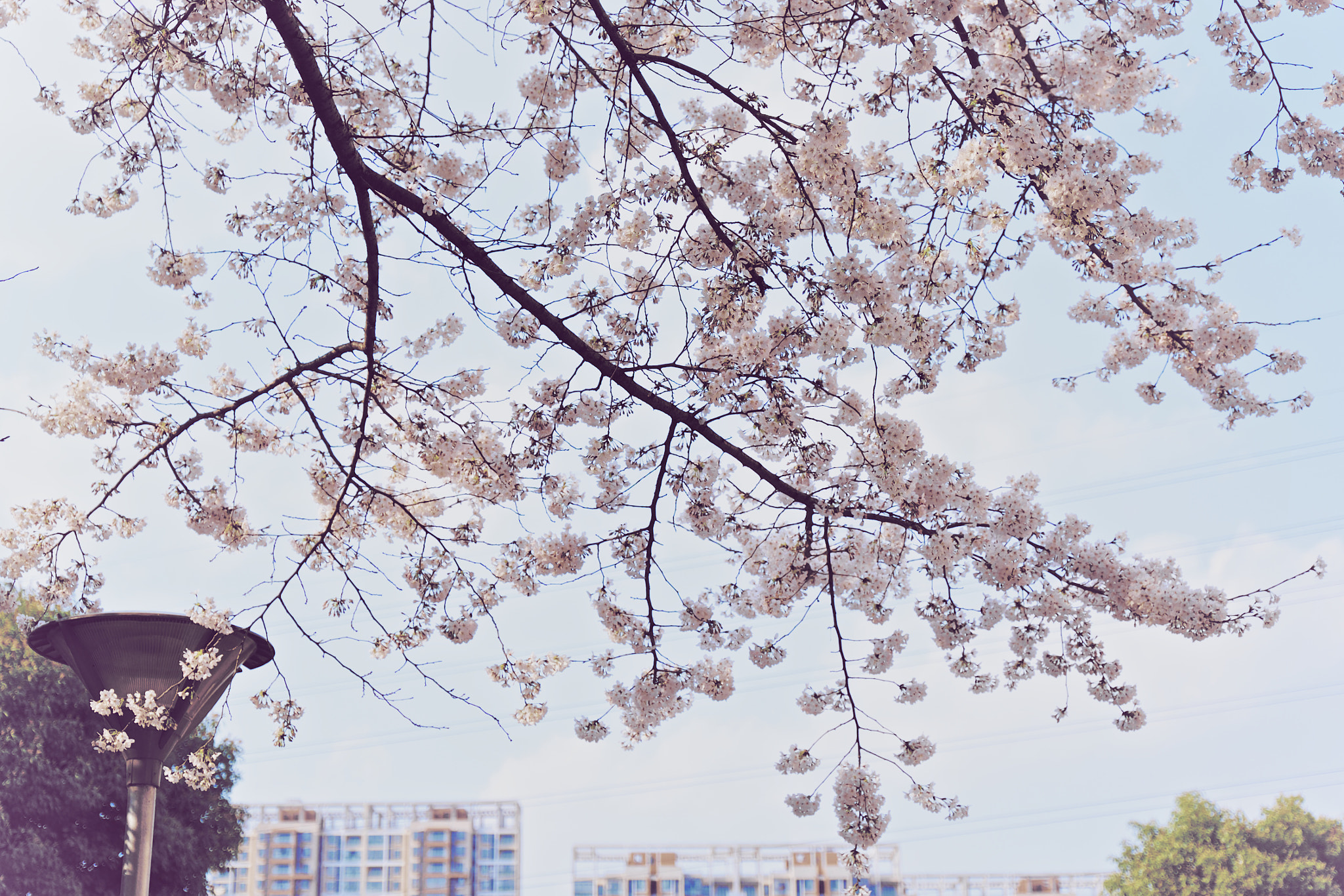 Fujifilm X-T1 + Fujifilm XF 16-55mm F2.8 R LM WR sample photo. 小区门口的樱花 photography