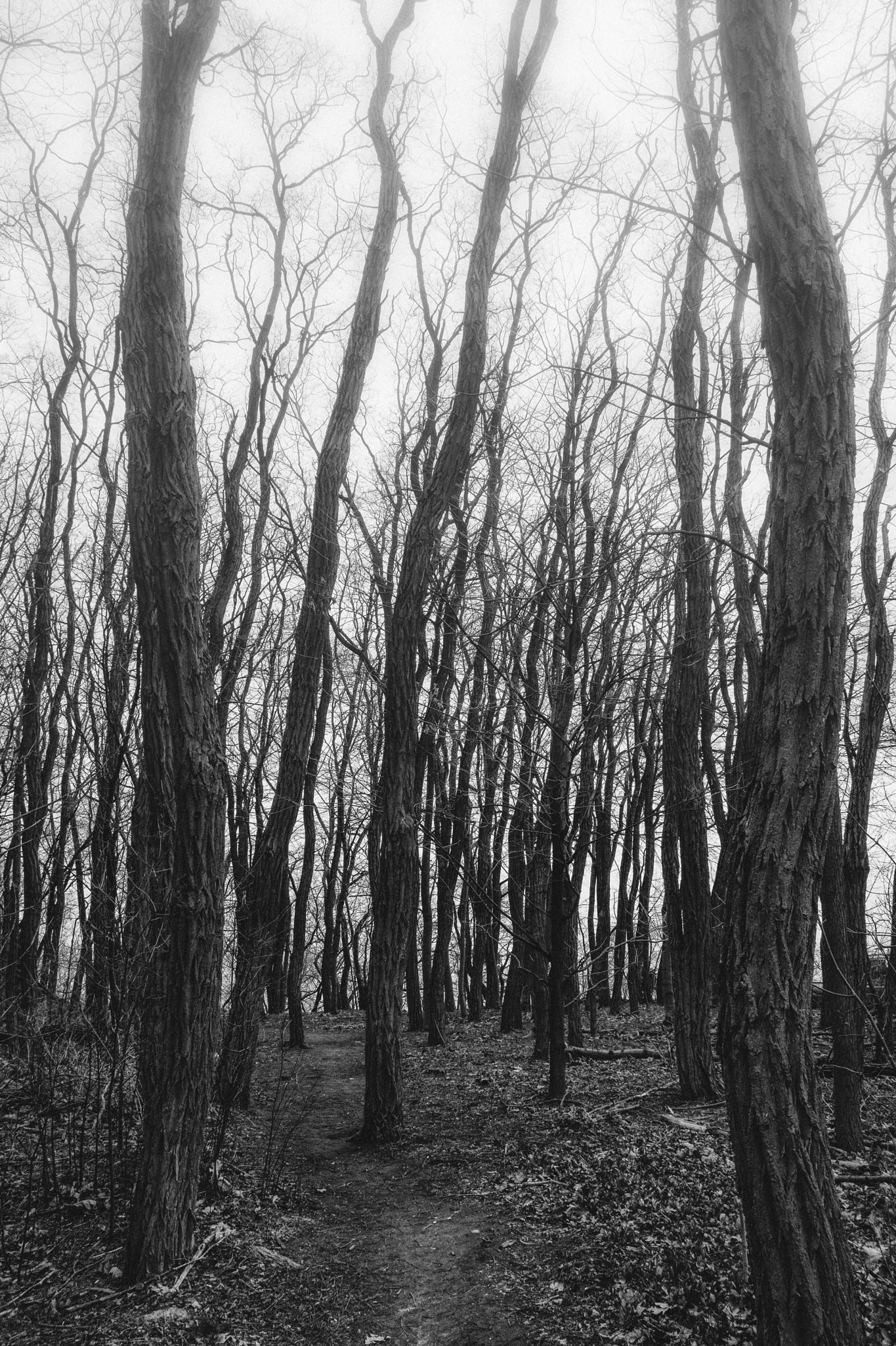 Sigma 18-250mm F3.5-6.3 DC Macro OS HSM sample photo. Willowy winter woods photography