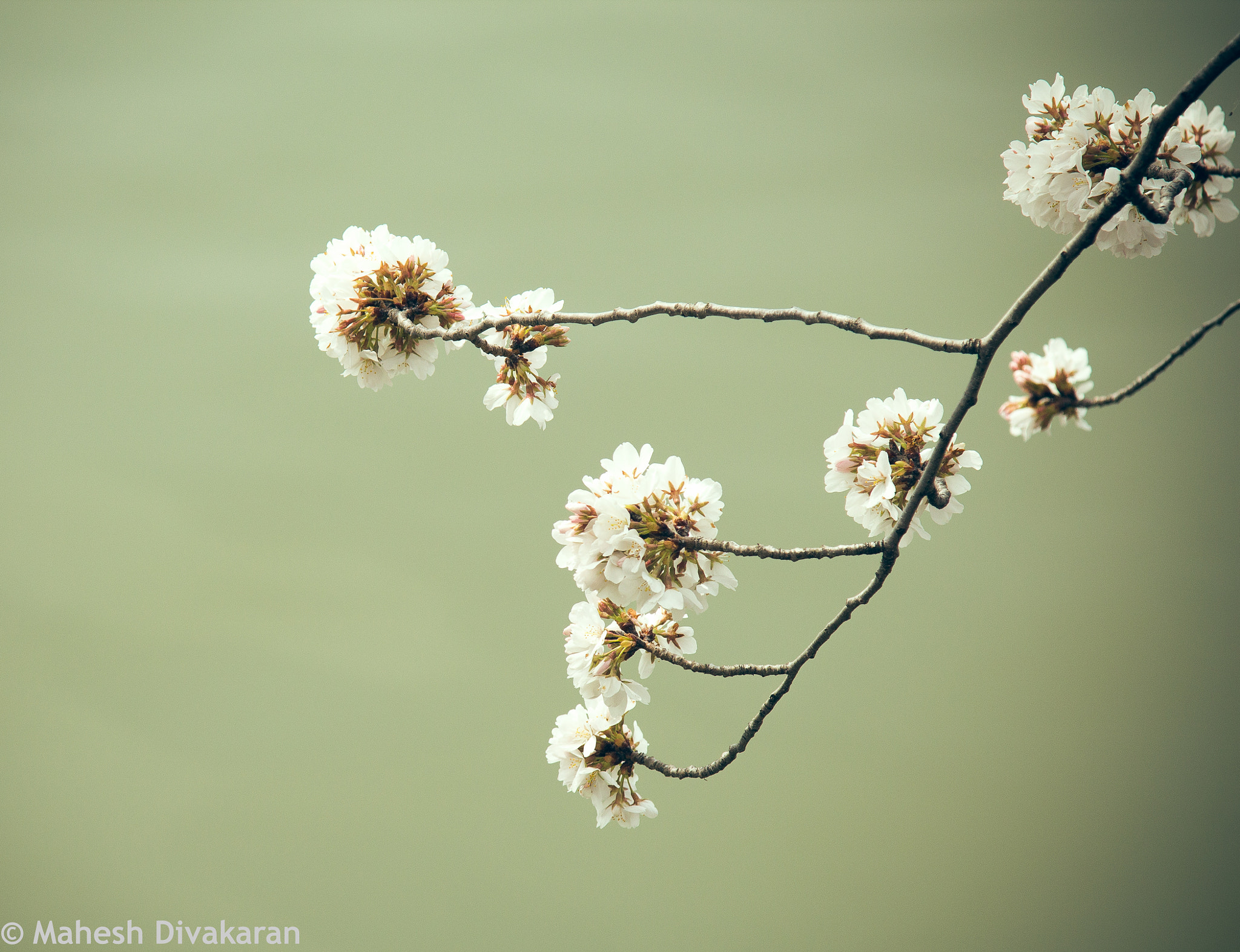 Canon EOS 600D (Rebel EOS T3i / EOS Kiss X5) + Canon EF 24-105mm F4L IS USM sample photo. Leading the way by blossoming photography