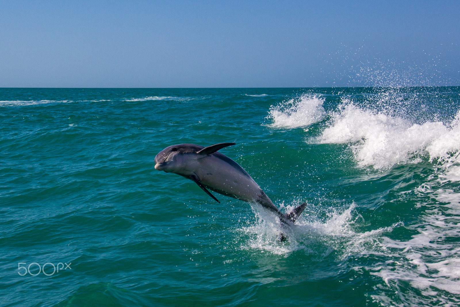 Canon EOS 600D (Rebel EOS T3i / EOS Kiss X5) sample photo. Jumping dolphin 1 photography