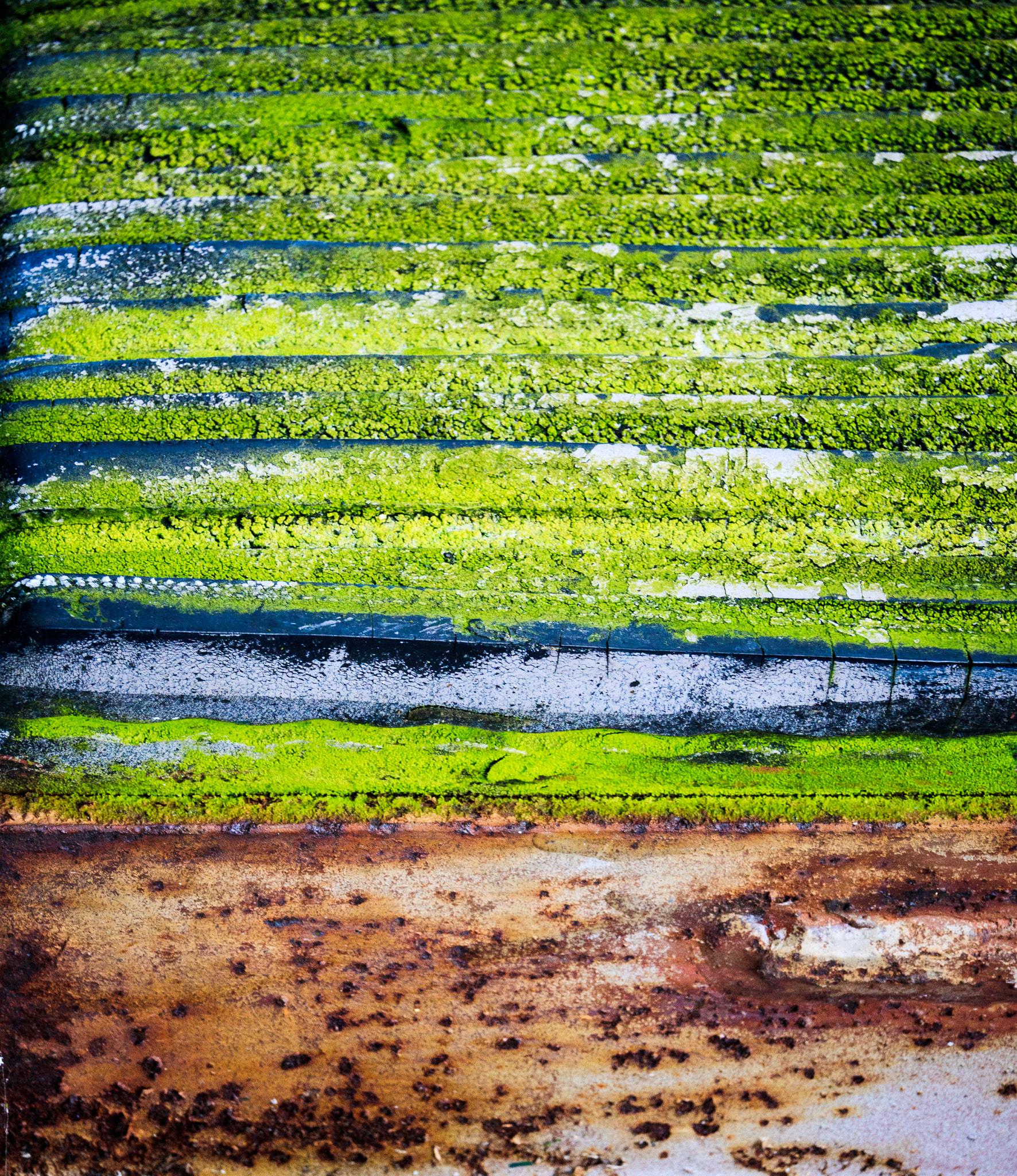 Sigma 18-250mm F3.5-6.3 DC OS HSM sample photo. Mossy landscape photography