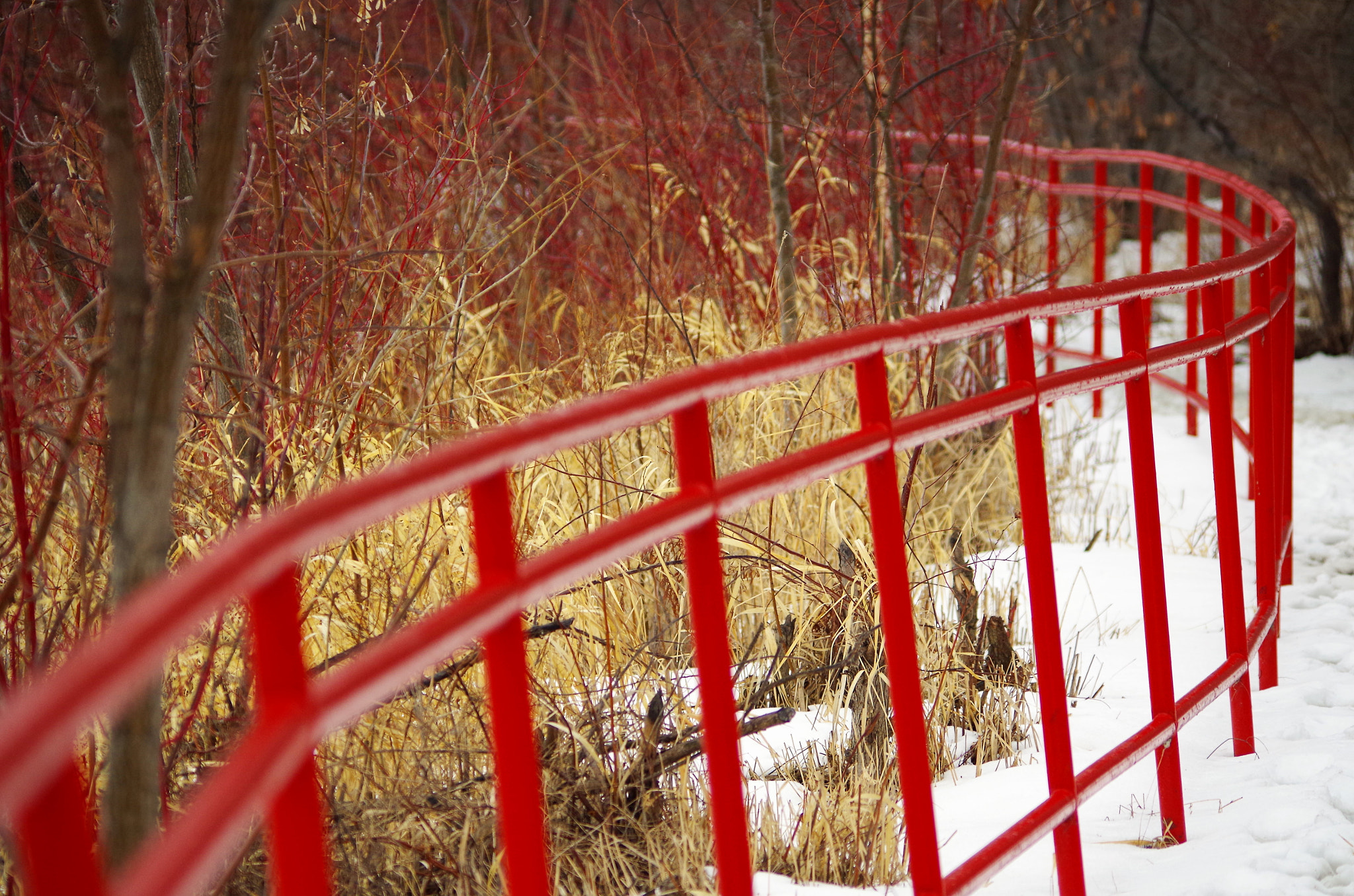 smc PENTAX-DA L 55-300mm F4-5.8 ED sample photo. Fence photography