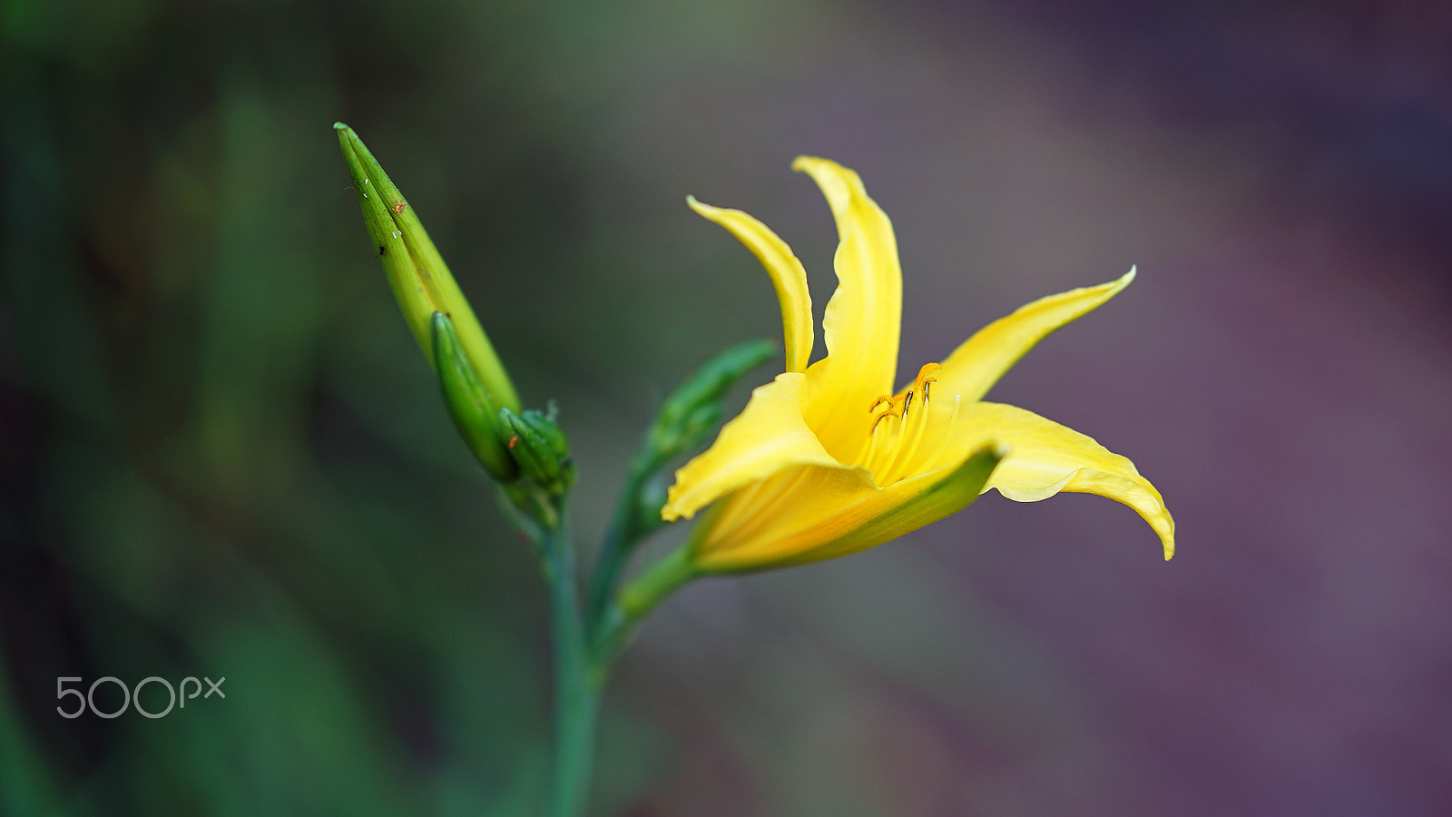 Sony a7S II + Sony FE 85mm F1.4 GM sample photo. We're on the same side photography