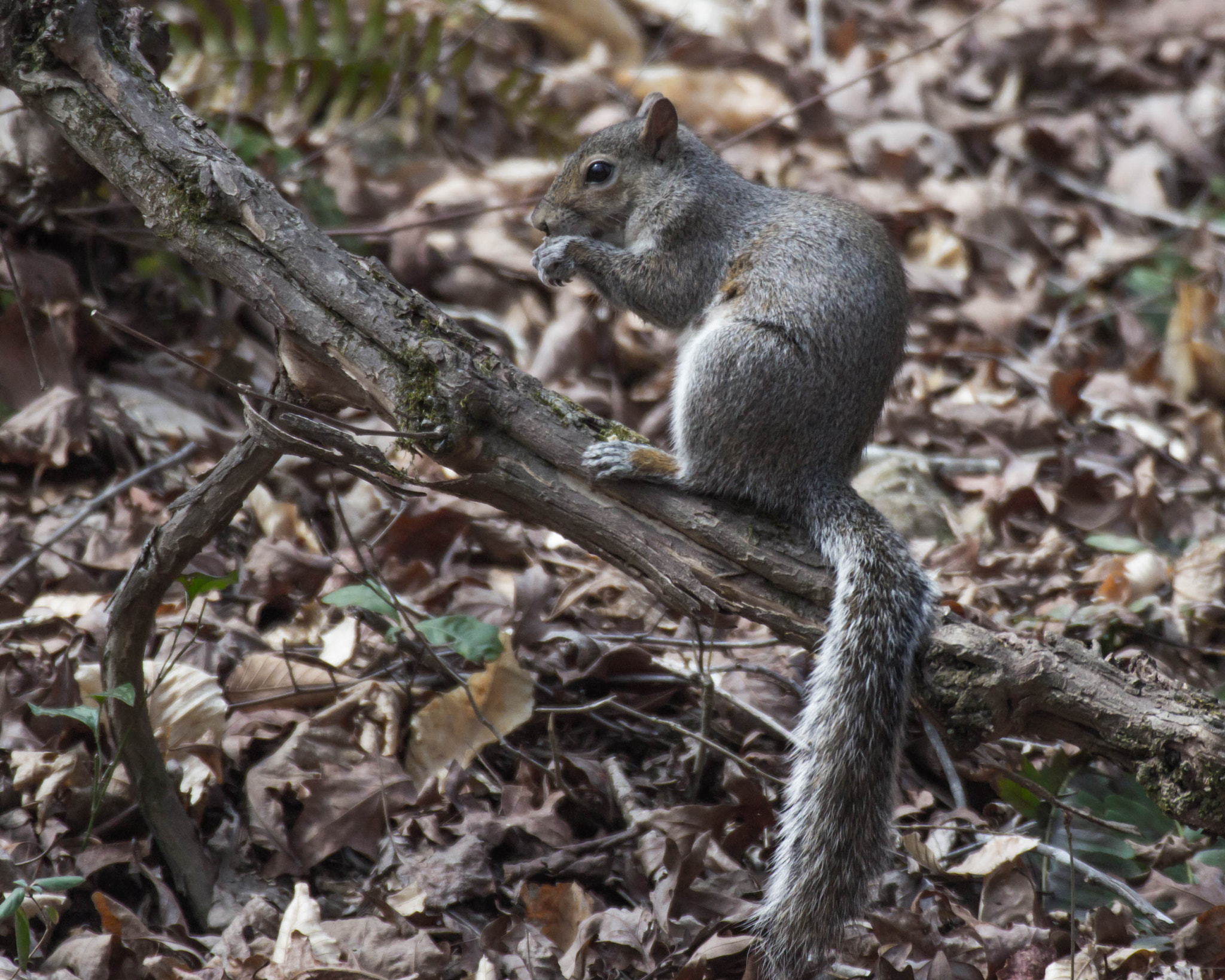 Canon EF 100-400mm F4.5-5.6L IS USM sample photo