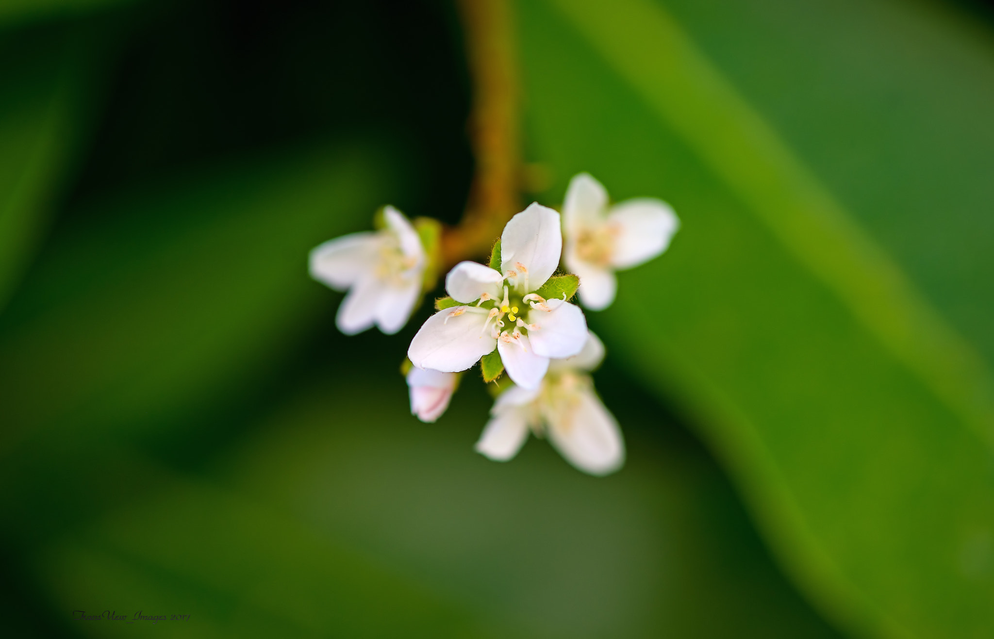 Nikon AF-S Micro-Nikkor 105mm F2.8G IF-ED VR sample photo. Little tiny beauty photography