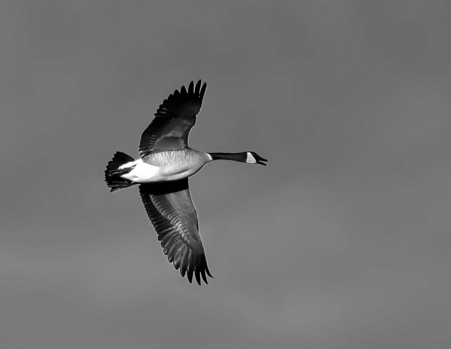 150-600mm F5-6.3 DG OS HSM | Contemporary 015 sample photo. Honk photography