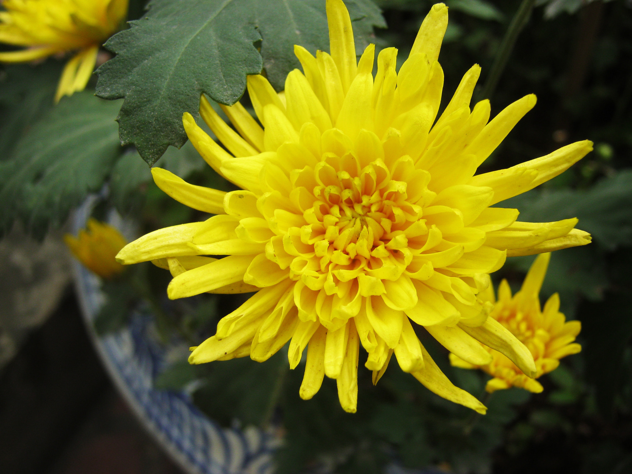 Canon PowerShot A800 sample photo. Chrysanthemum photography