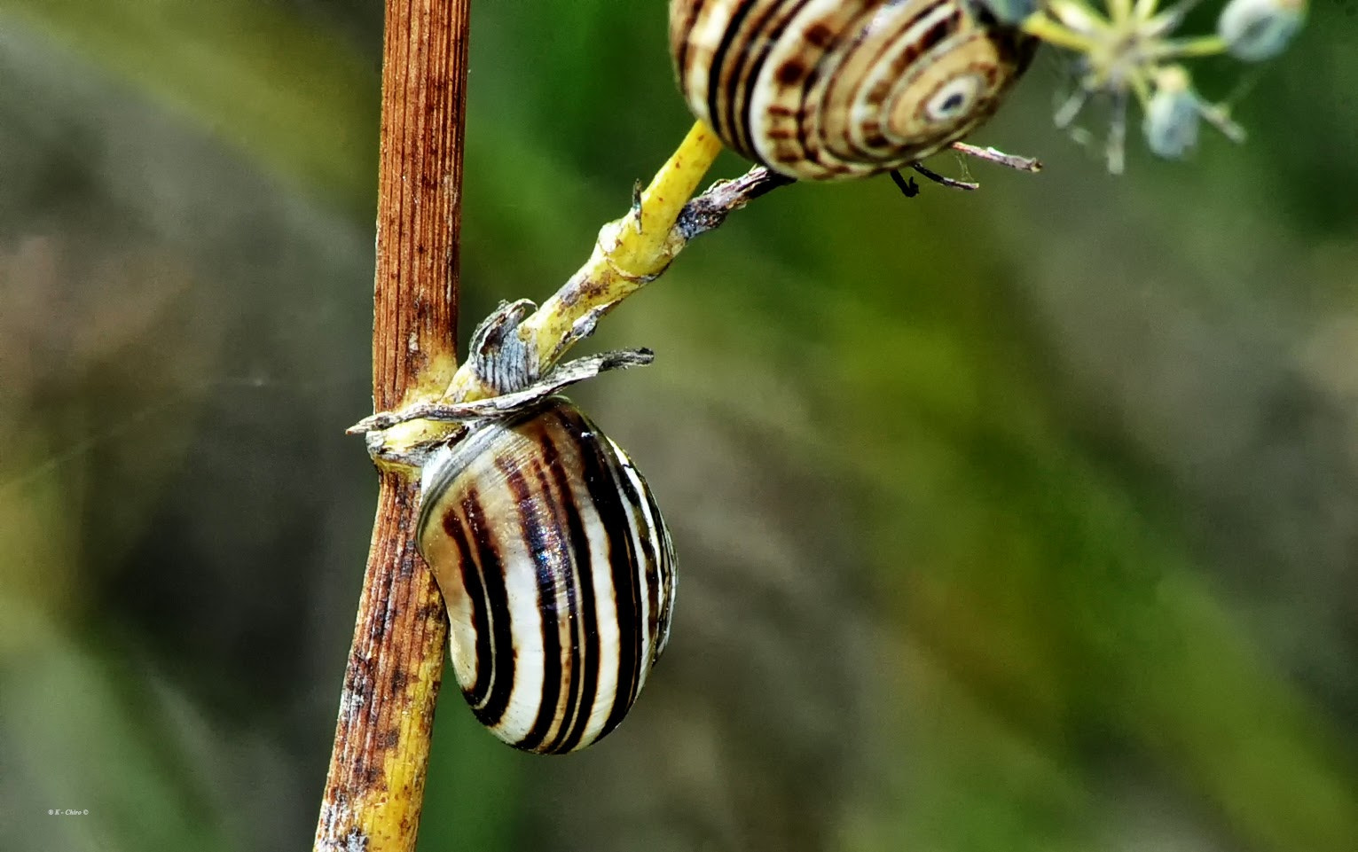 Nikon D90 sample photo. Caracol photography