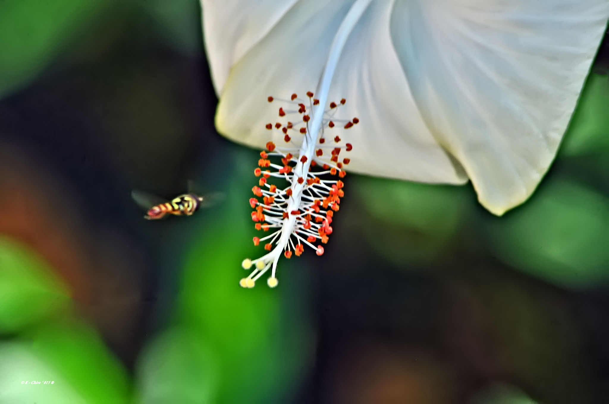 Nikon D90 sample photo. Abejon y flor photography