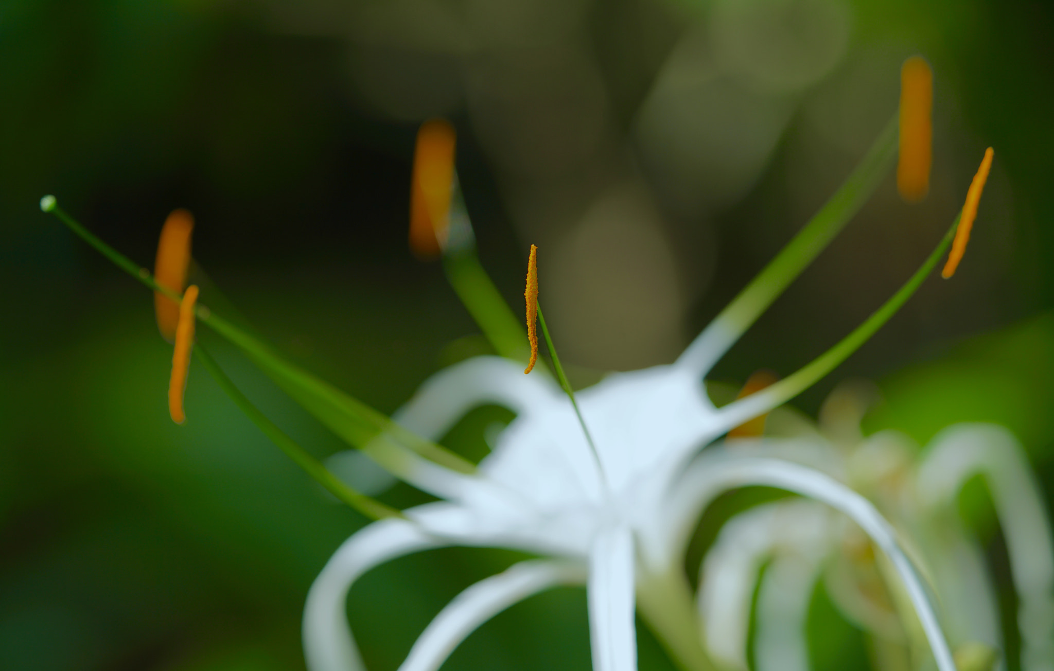 Sony a7R II + Sony FE 90mm F2.8 Macro G OSS sample photo