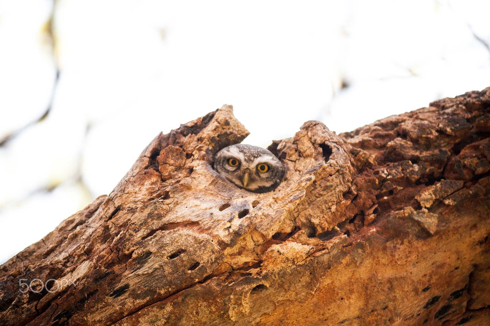 Canon EOS 400D (EOS Digital Rebel XTi / EOS Kiss Digital X) sample photo. Spotted owlet photography