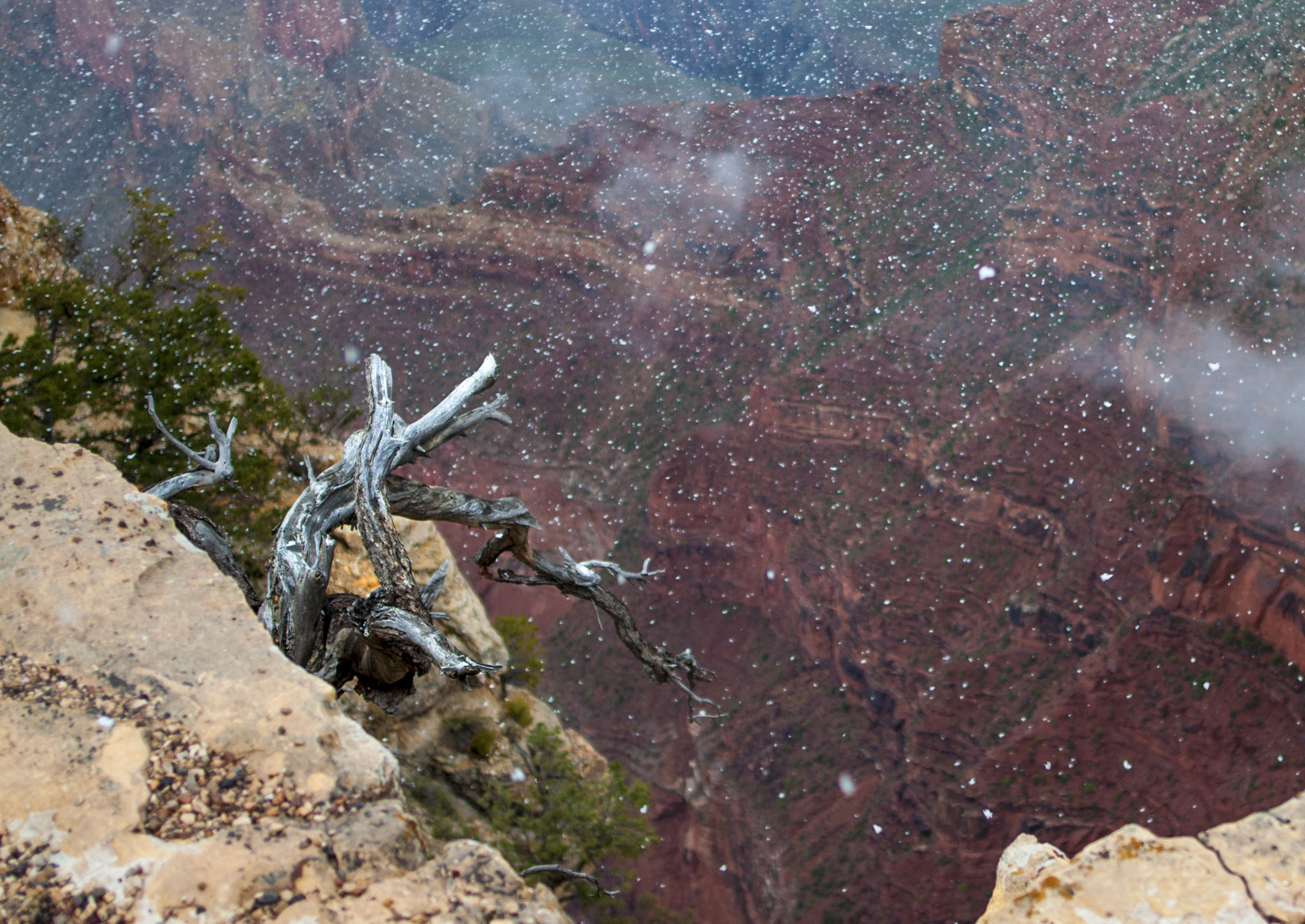 Nikon D90 sample photo. Snow in grand canyon photography