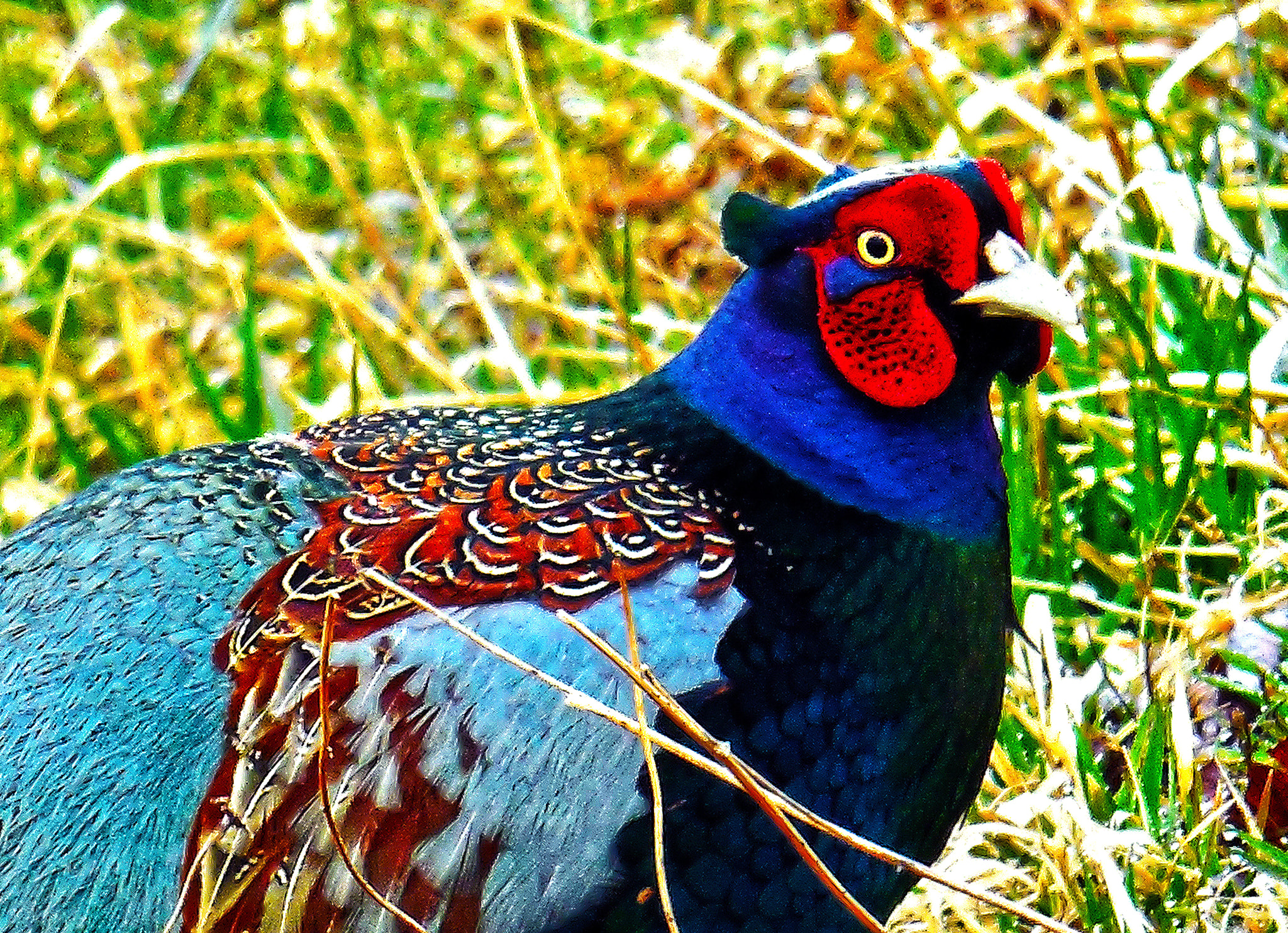 Nikon Coolpix S6400 sample photo. His majesty photography
