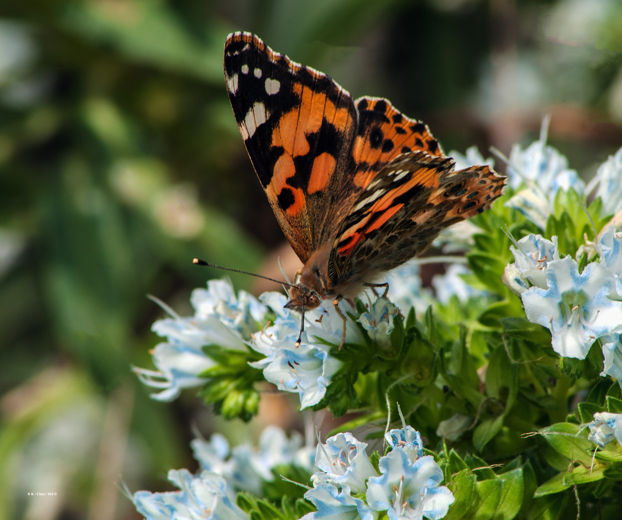 Nikon D90 sample photo. Mariposa photography