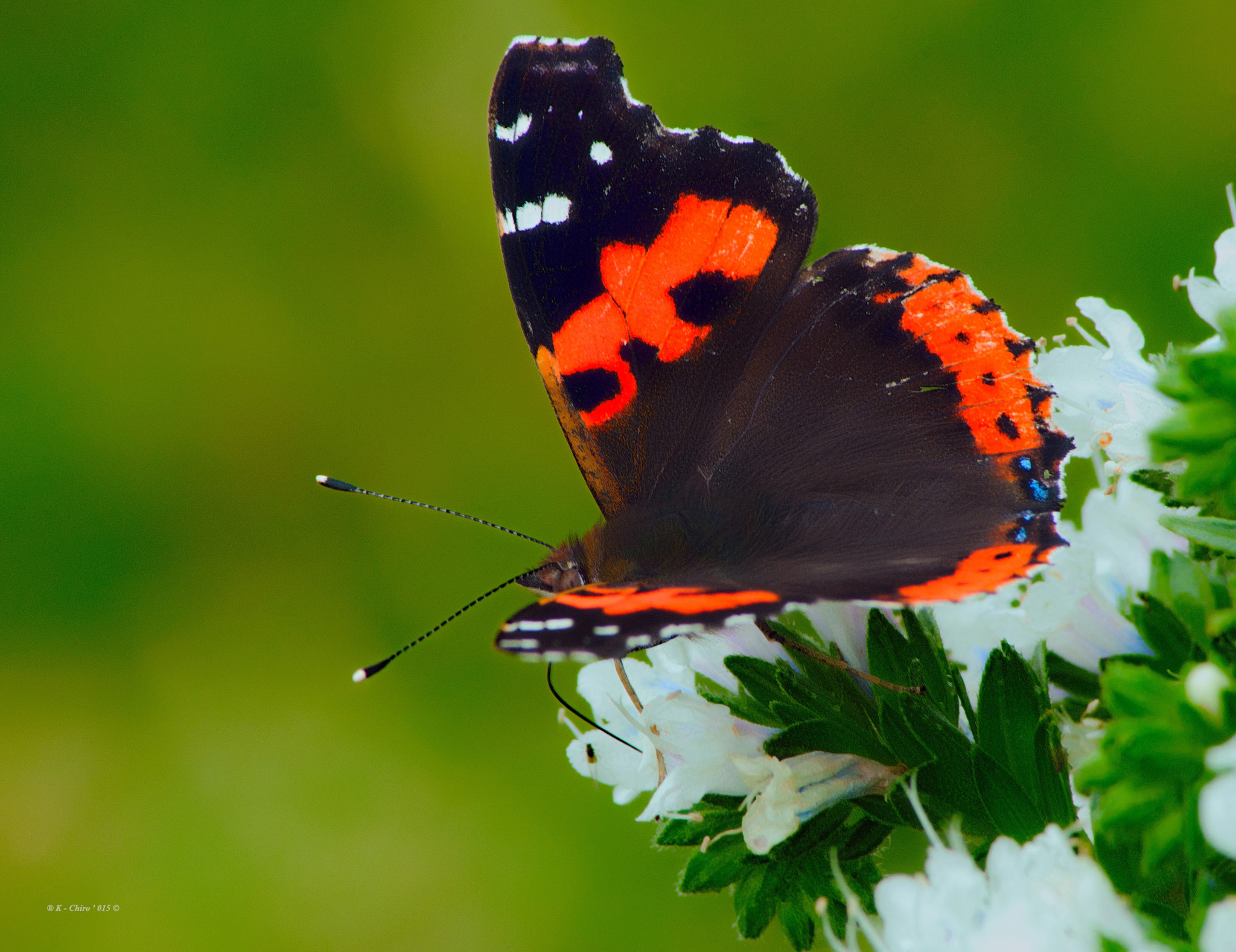 Nikon D90 sample photo. Mariposa photography