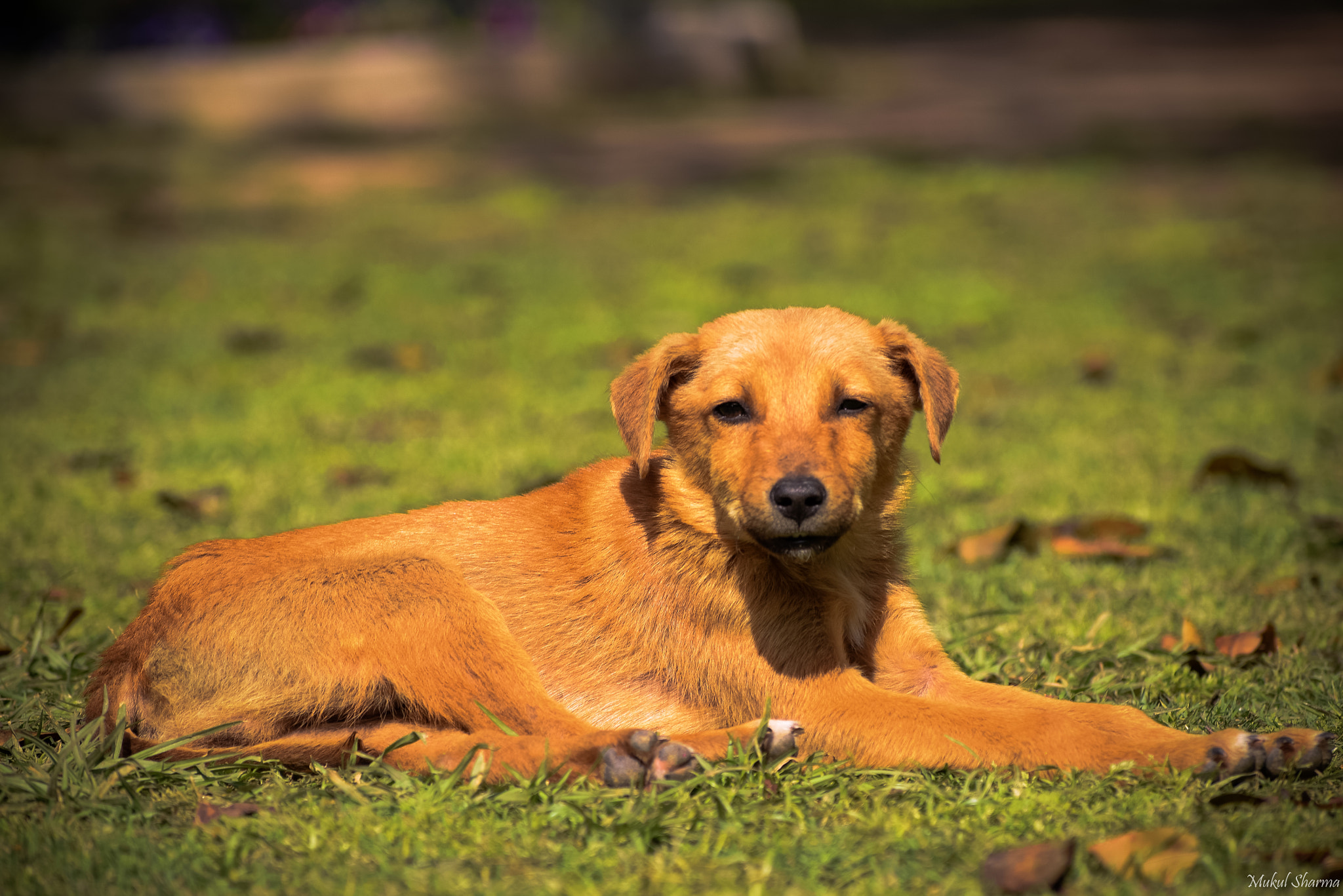 Sigma 70-300mm F4-5.6 DG OS sample photo. Sun bathing dog photography