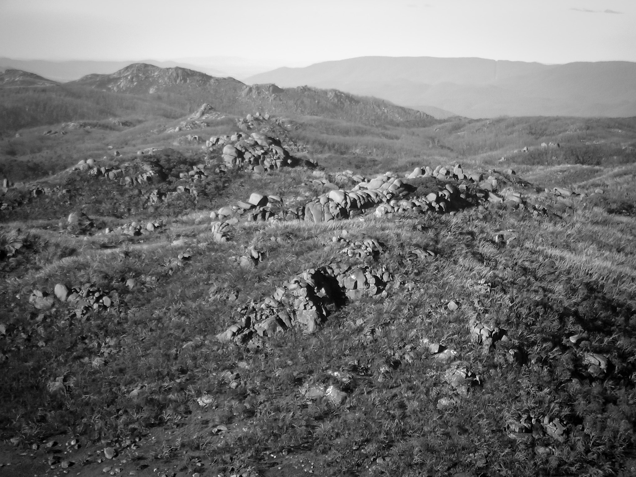 Pentax OPTIO S40 sample photo. My buffalo photography