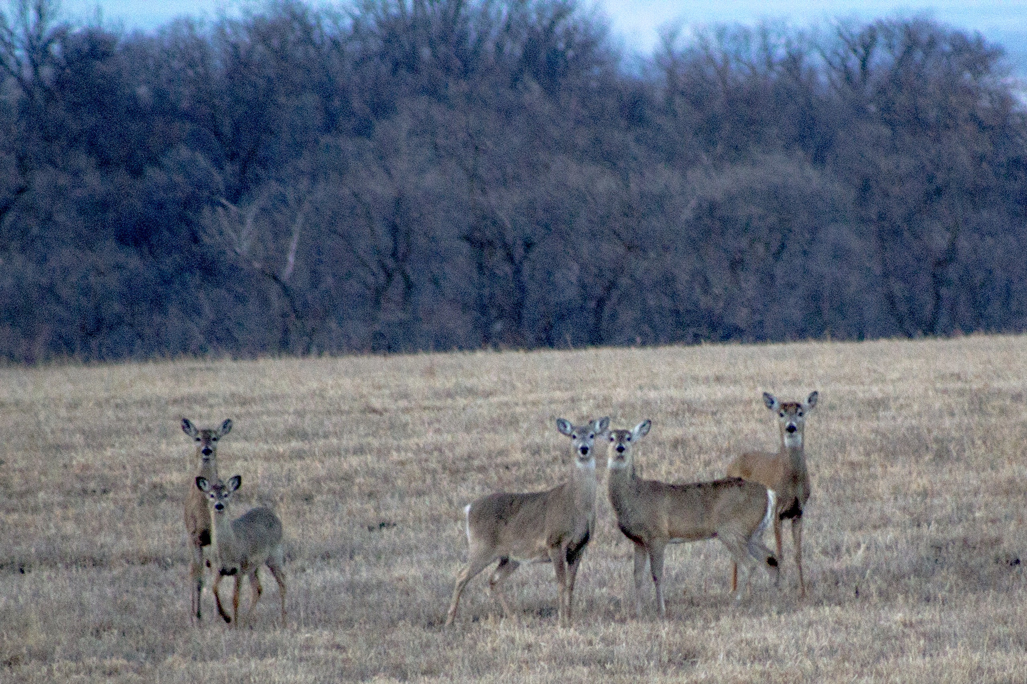 Canon EOS 600D (Rebel EOS T3i / EOS Kiss X5) + EF75-300mm f/4-5.6 sample photo. They all posed. very nice of those deer. photography