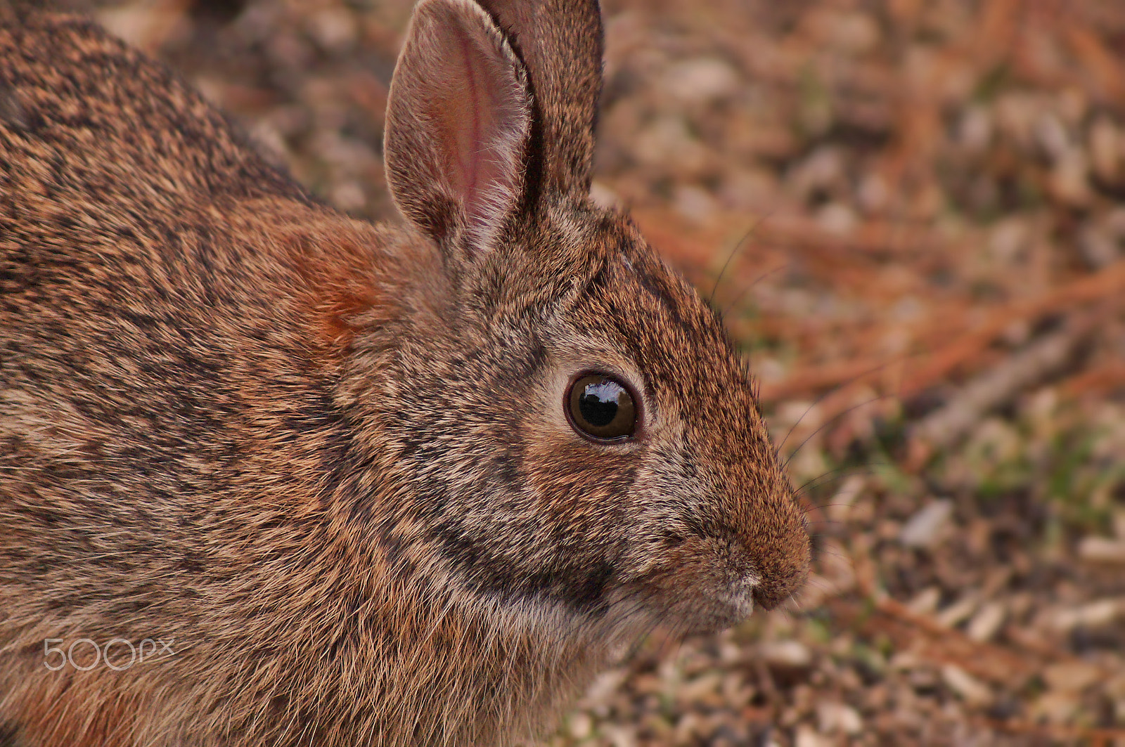 Sony 75-300mm F4.5-5.6 sample photo. Cotton~tail photography