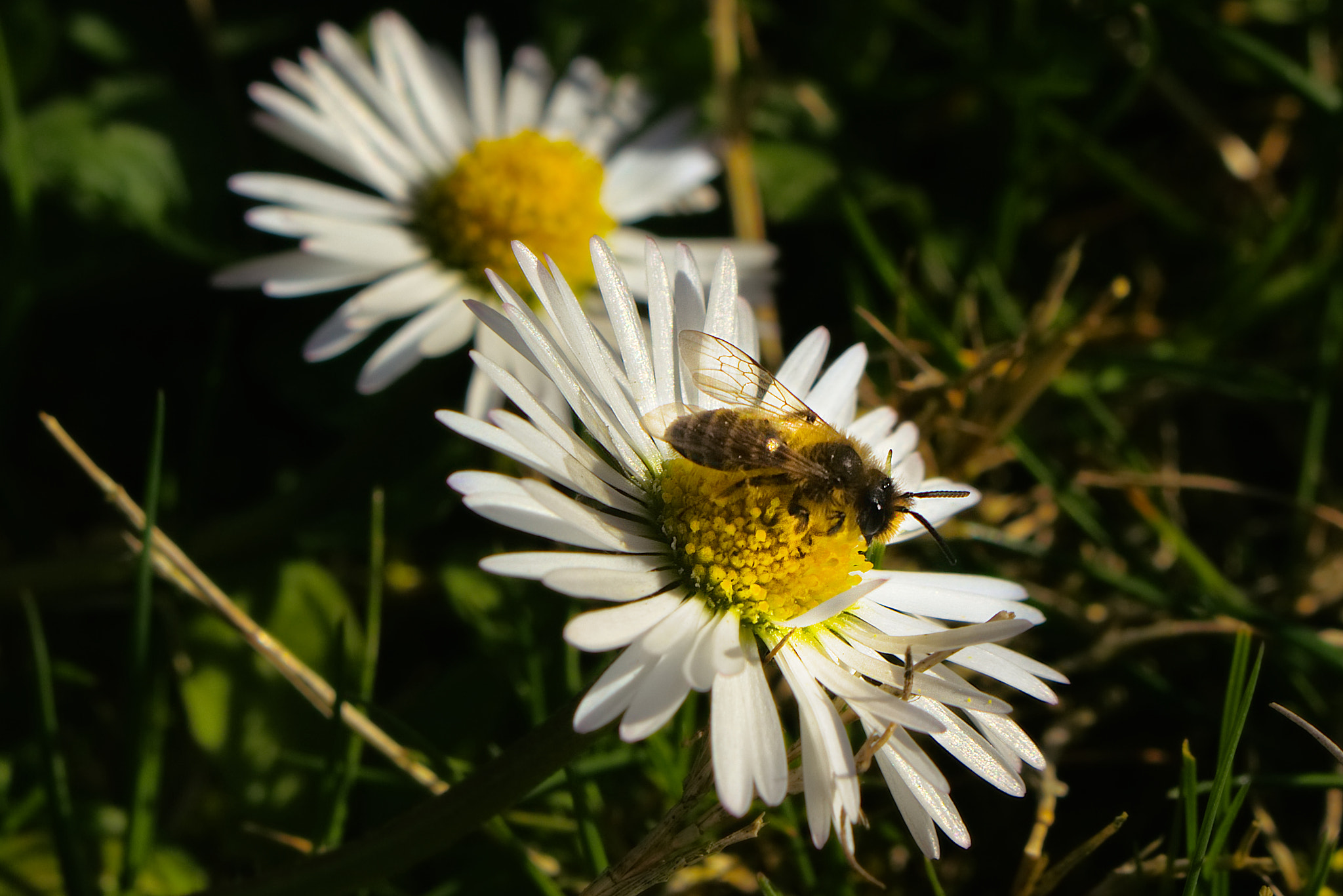 18.0 - 55.0 mm sample photo. Bee on daisy photography