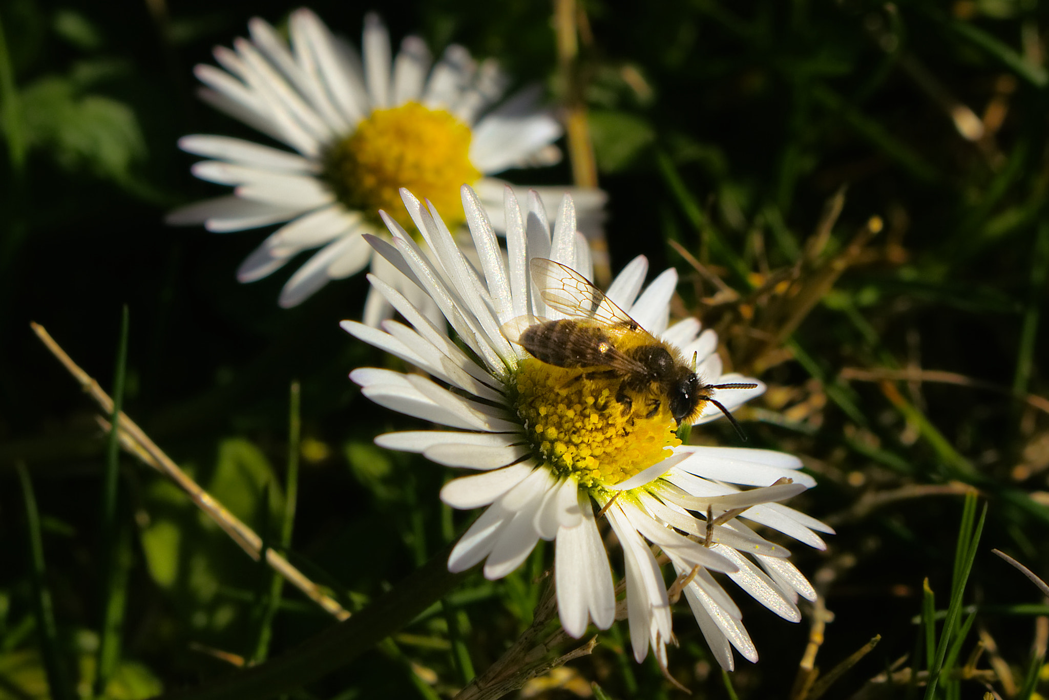 Canon EOS 700D (EOS Rebel T5i / EOS Kiss X7i) + 18.0 - 55.0 mm sample photo. Bee on daisy photography