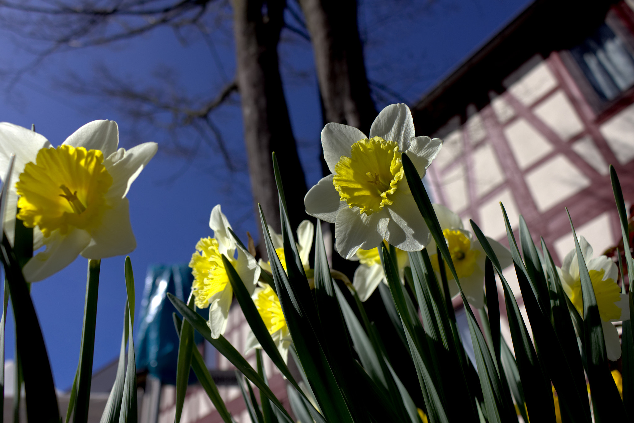 Canon EOS 700D (EOS Rebel T5i / EOS Kiss X7i) + 18.0 - 55.0 mm sample photo. Spring is here photography