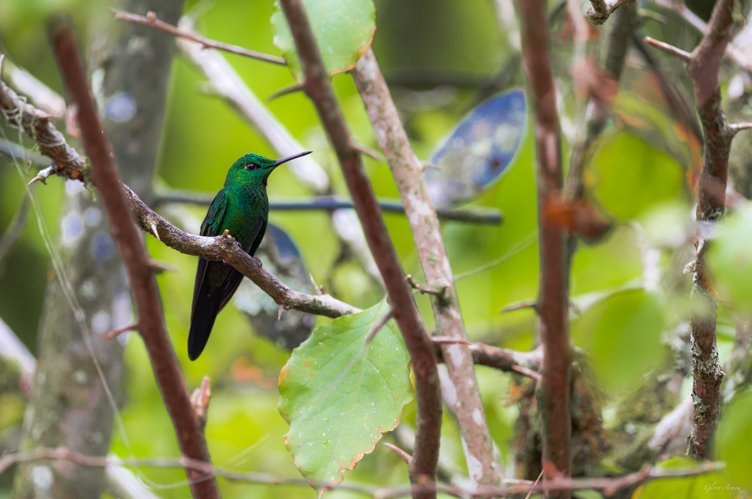 Nikon D810 sample photo. Pequeño verde photography