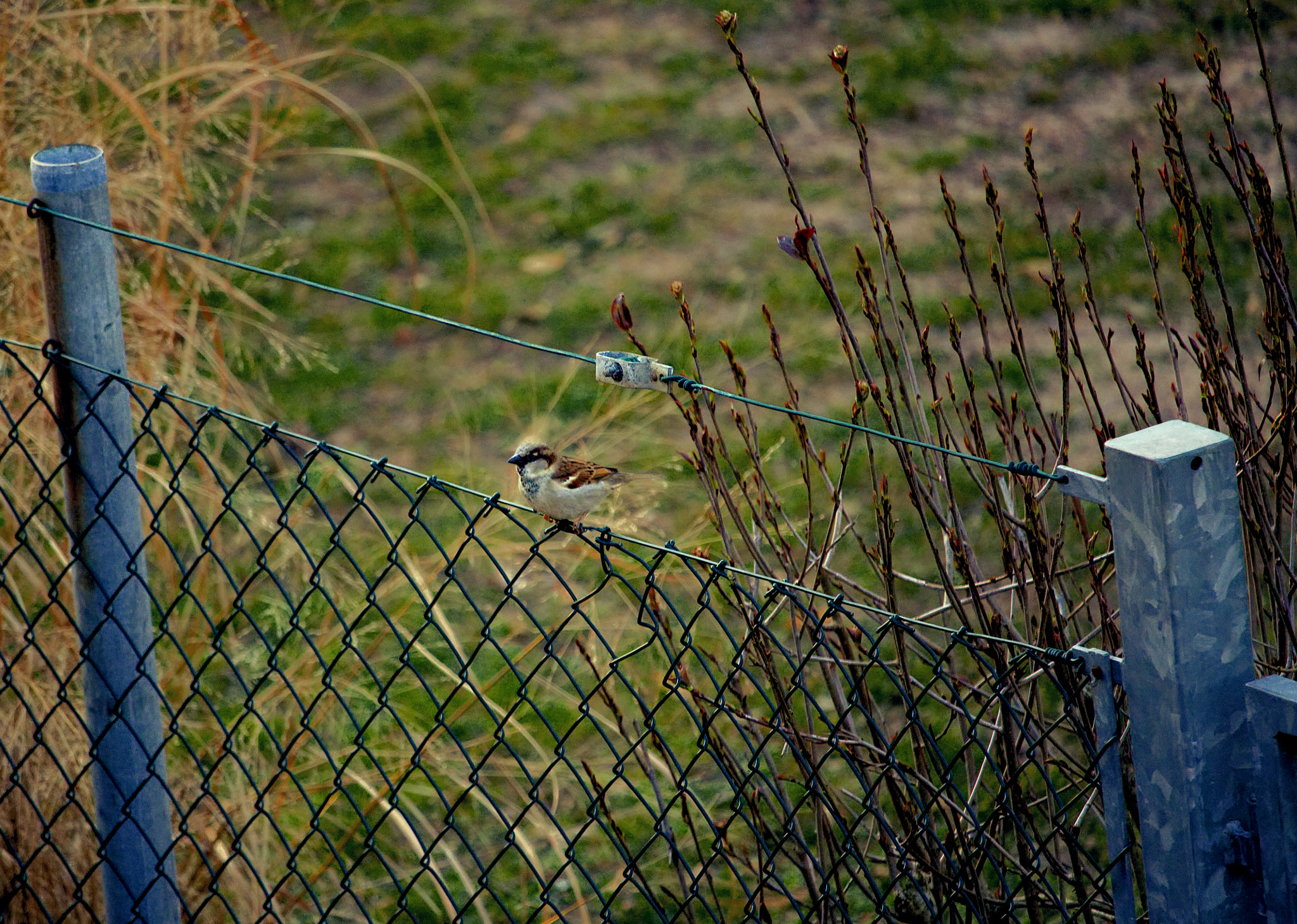 Canon EOS 700D (EOS Rebel T5i / EOS Kiss X7i) sample photo. Cute sparrow photography