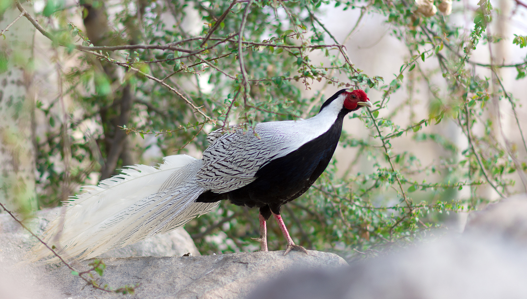 Nikon D7200 + Nikon AF-S Nikkor 85mm F1.8G sample photo. Silver pheasant photography